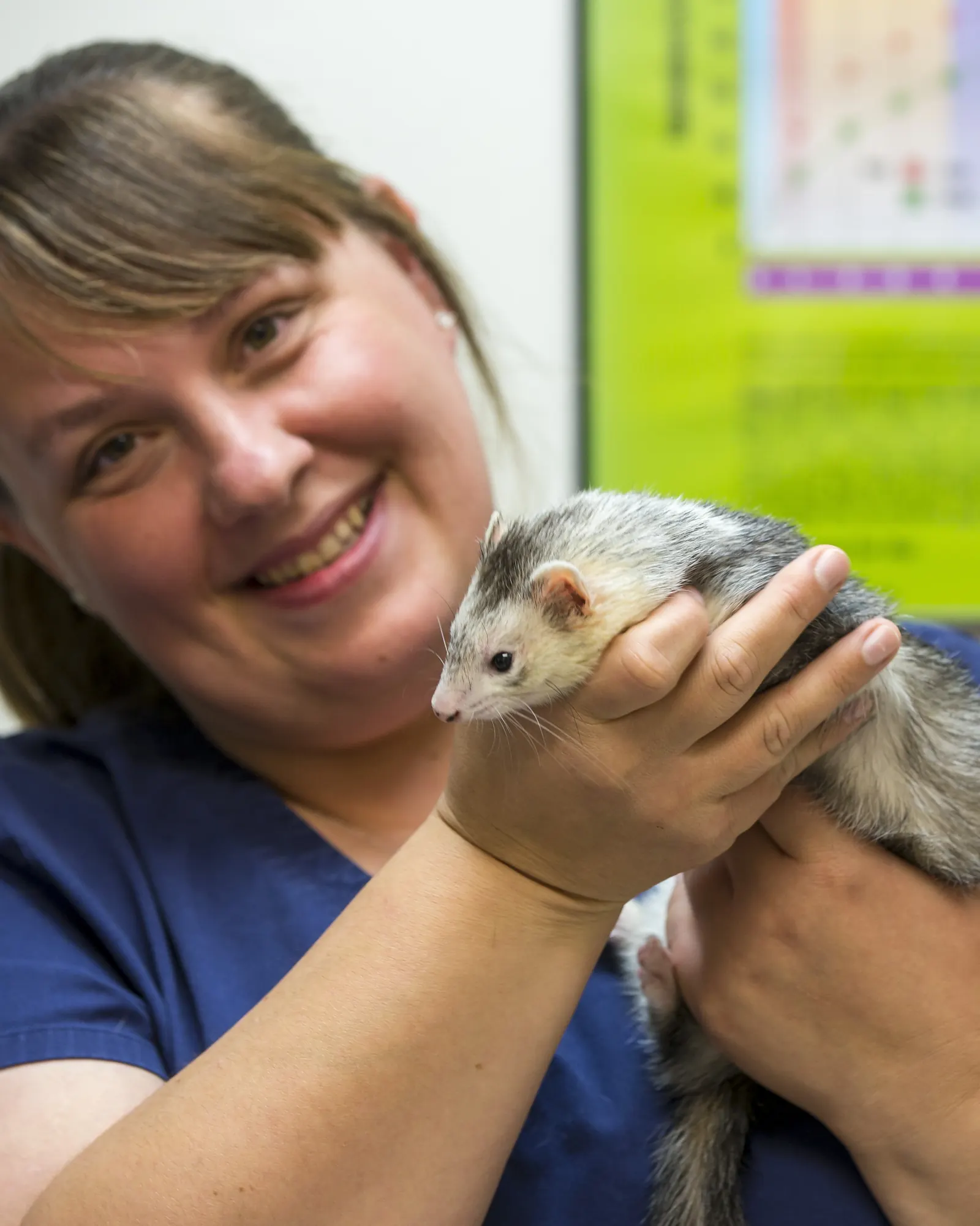 A smiling Countrycare veterinarian holds a ferret