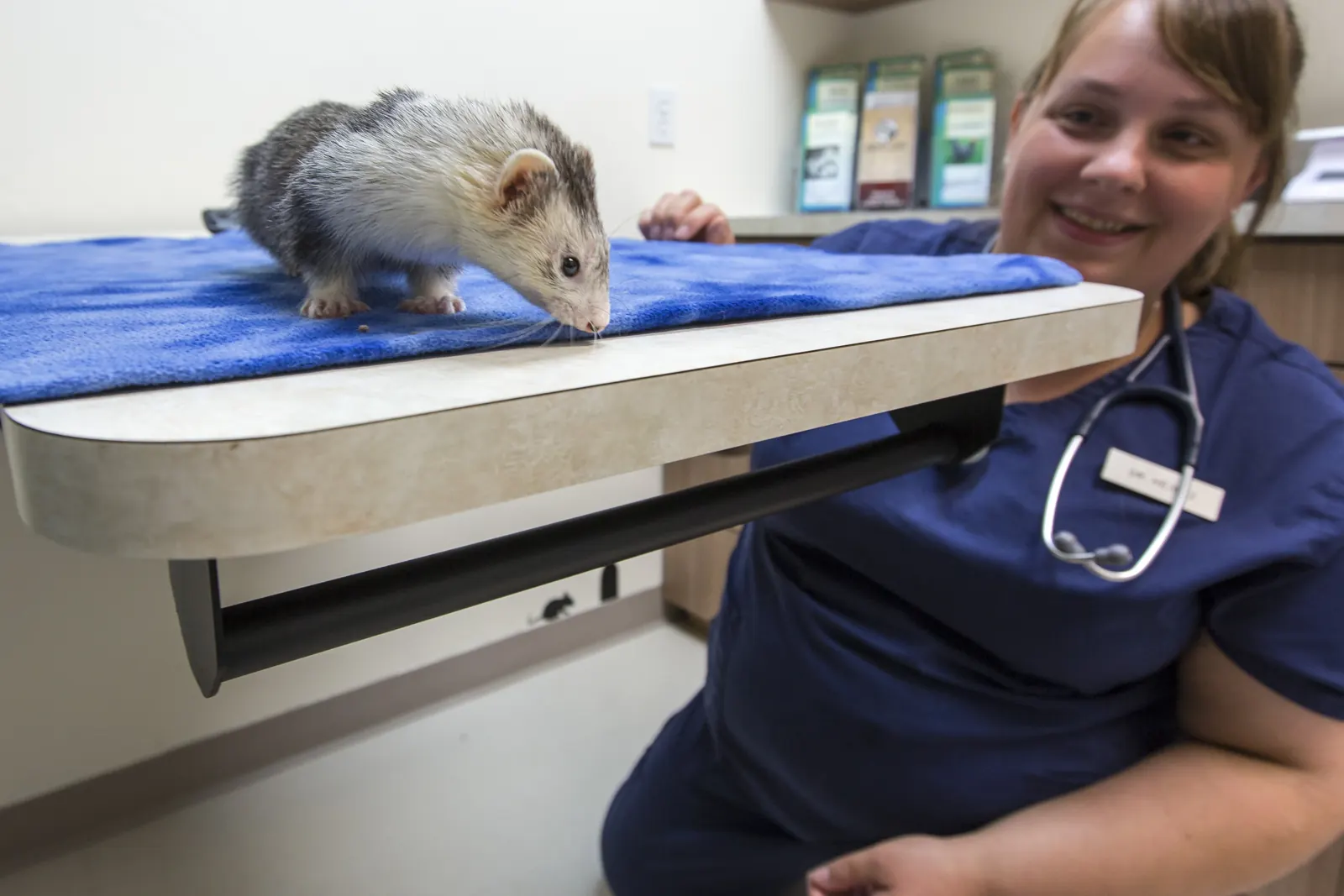 A ferret sniffs the exam table while a Countrycare veterinarian smiles behind it