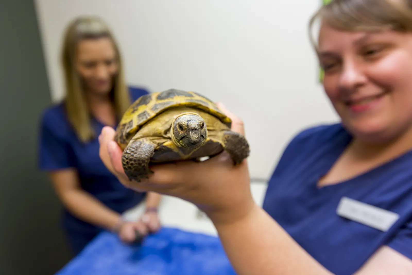 A Countrycare team member holds a tortoise up to the camera as a colleague smiles behind her