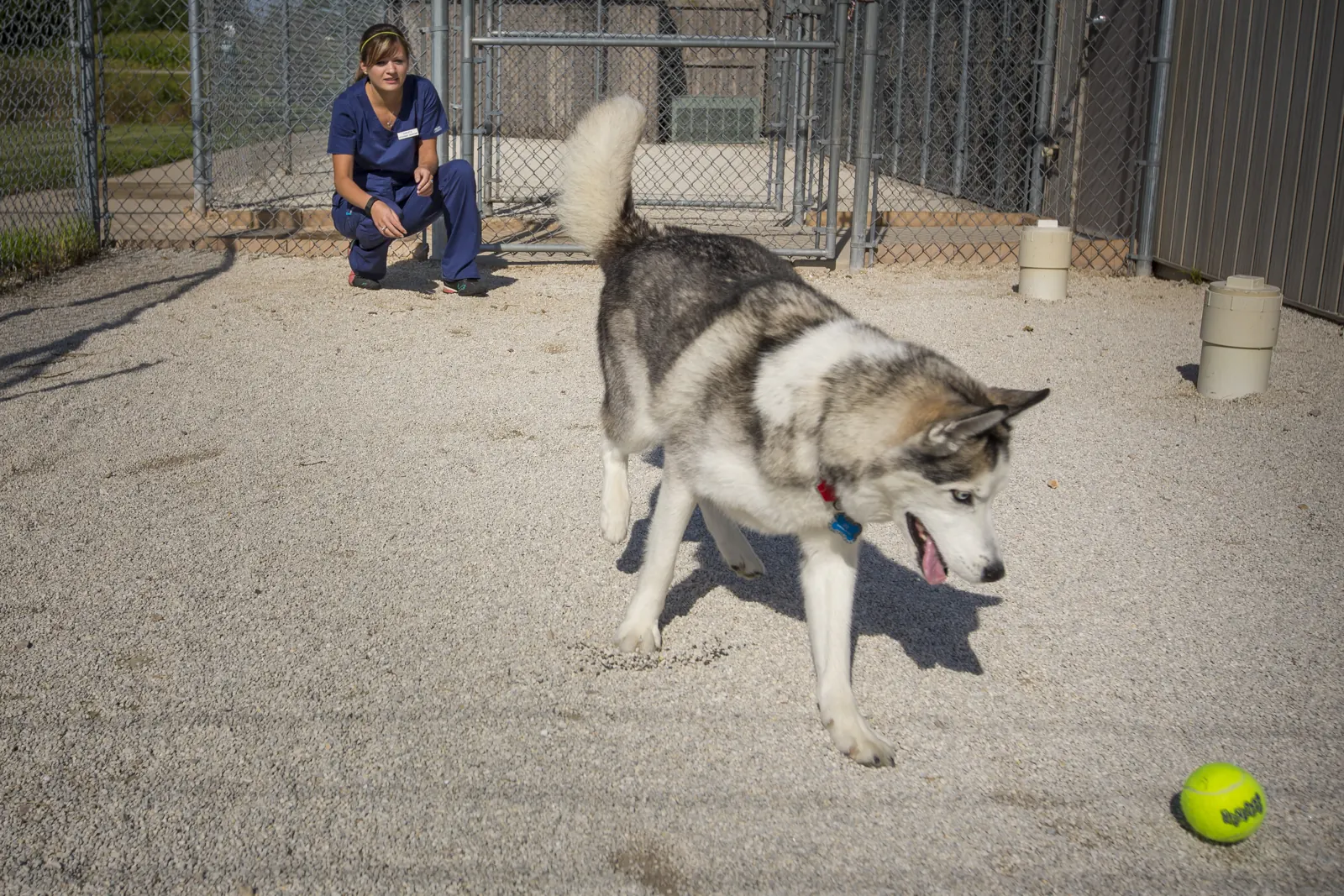 A husky in the Countrycare outdoor dog run