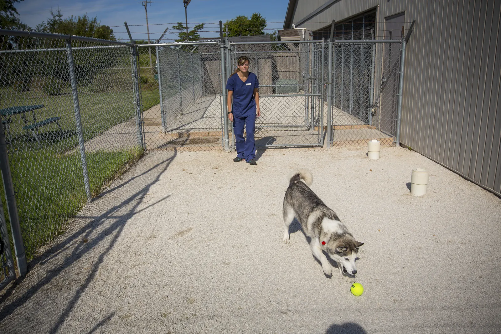 A husky and a Countrycare team member in the outdoor run