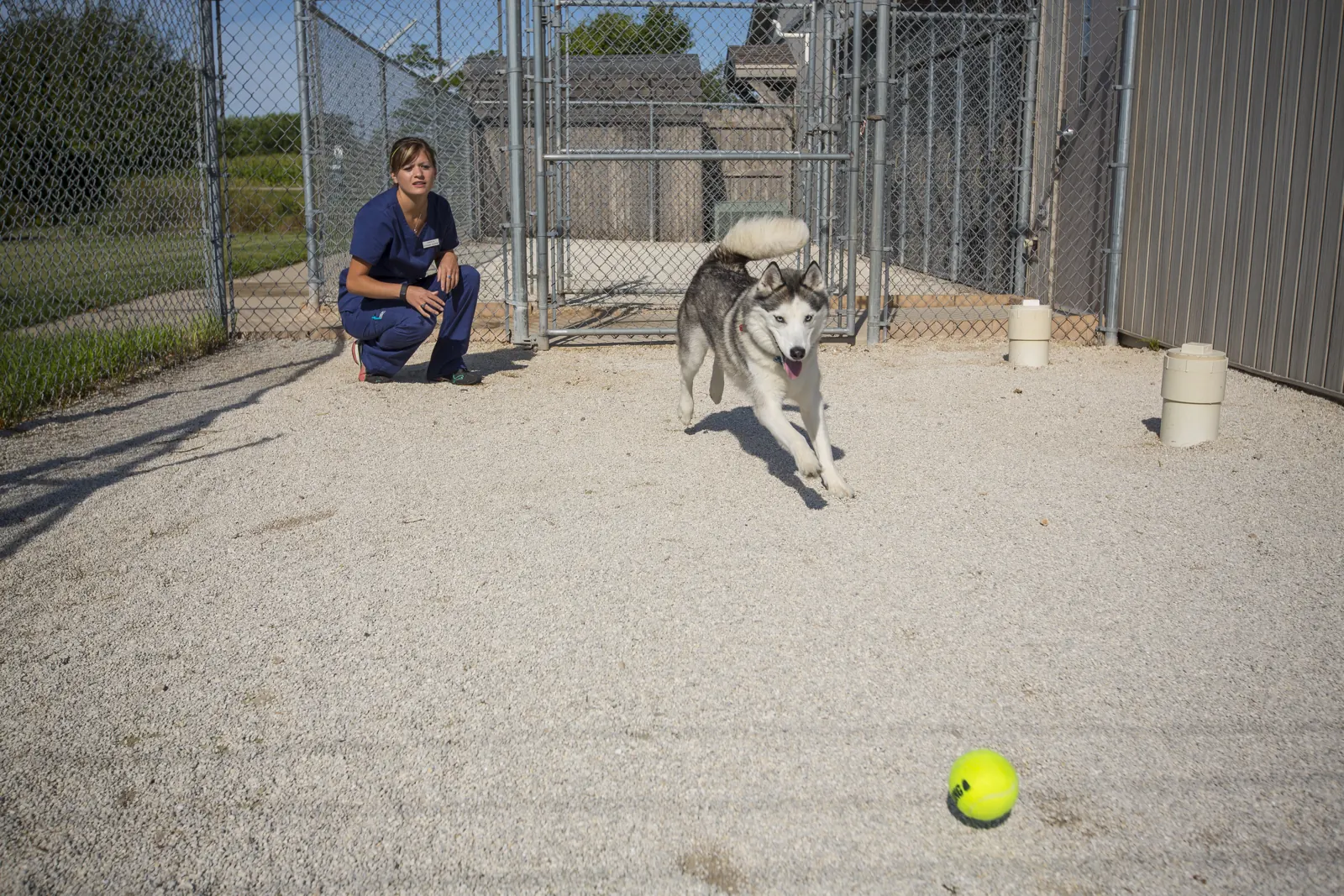 A husky with a tennis ball in the outdoor run