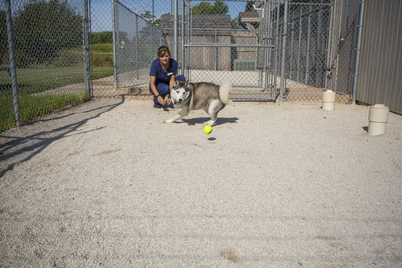 A Countrycare team member with a husky along the fence line