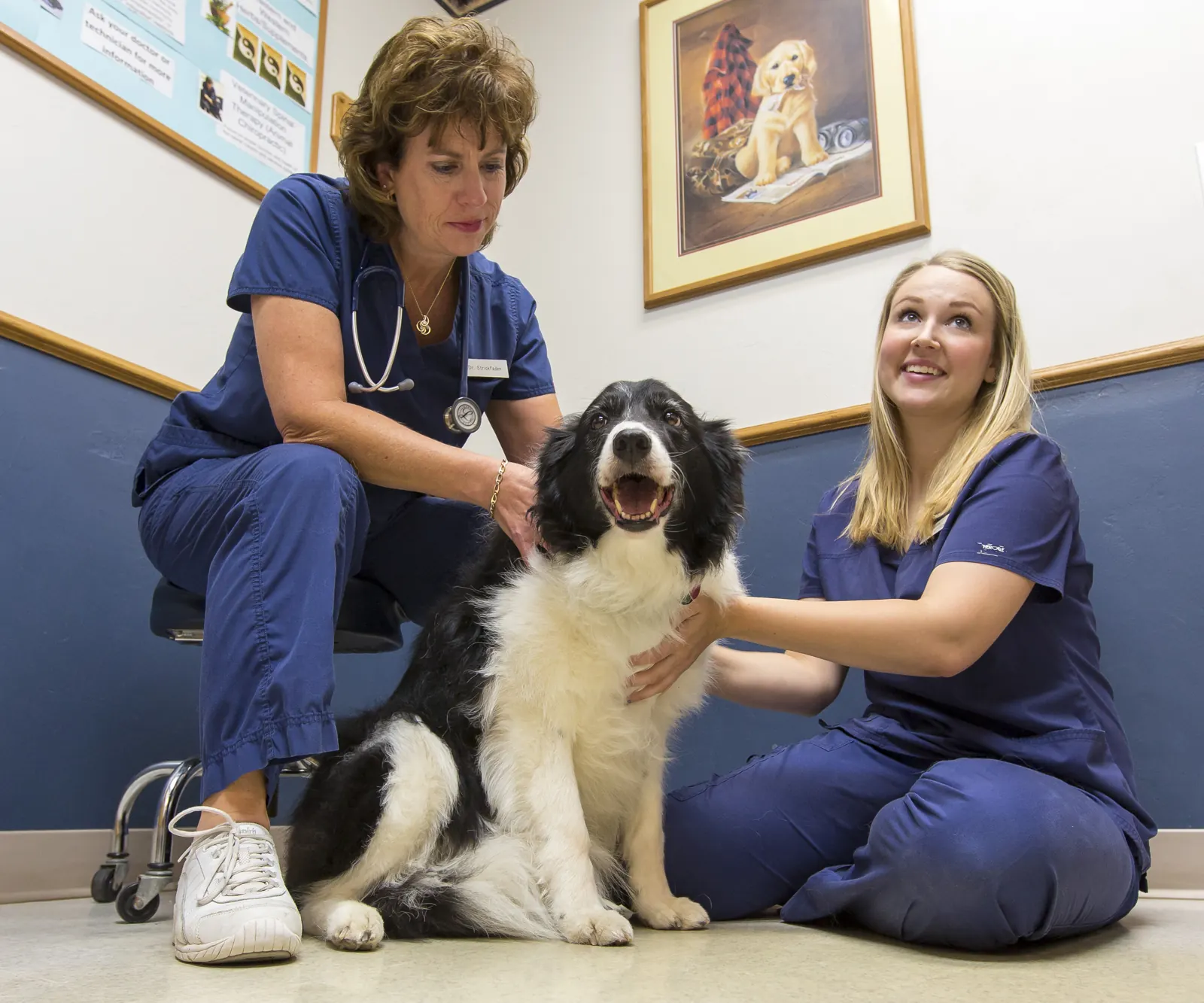Two Countrycare team members sit on the exam room floor with a happy black-and-white border collie