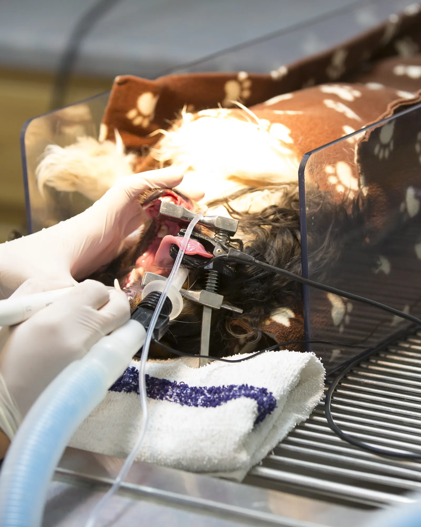 Gloved hands at work on an anesthetized patient, a breathing tube in place