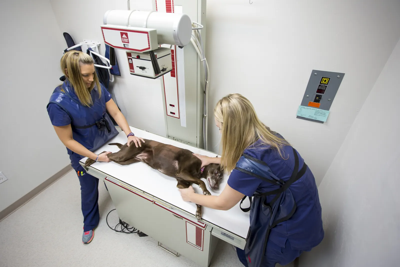 Two Countrycare technicians in lead aprons position a dog on the x-ray table
