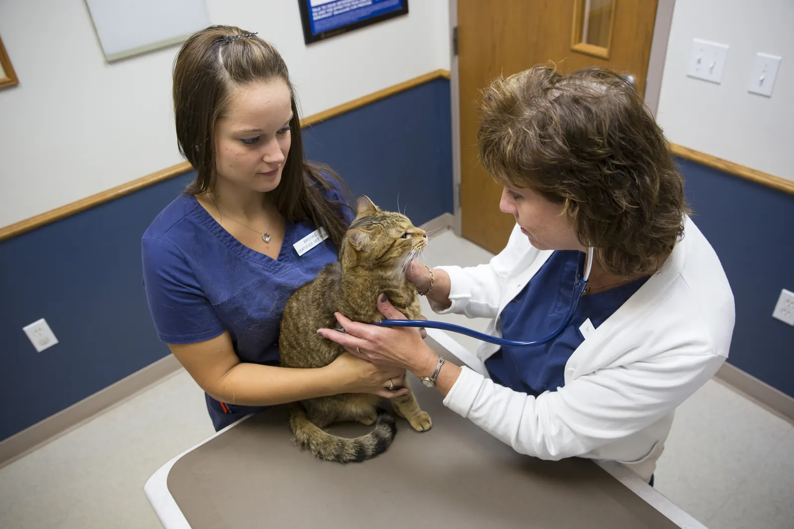A Countrycare veterinarian listens to a tabby cat’s heart while a technician holds the cat