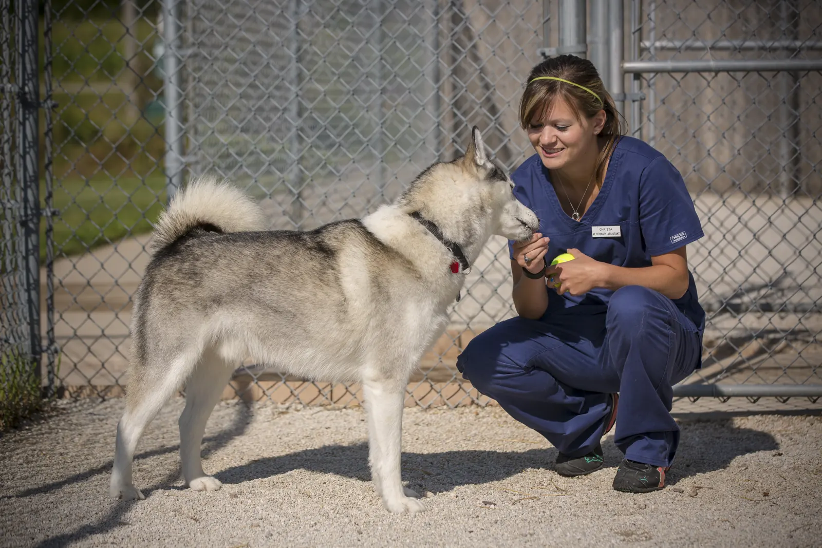 A Countrycare team member crouches beside a husky in the outdoor dog run