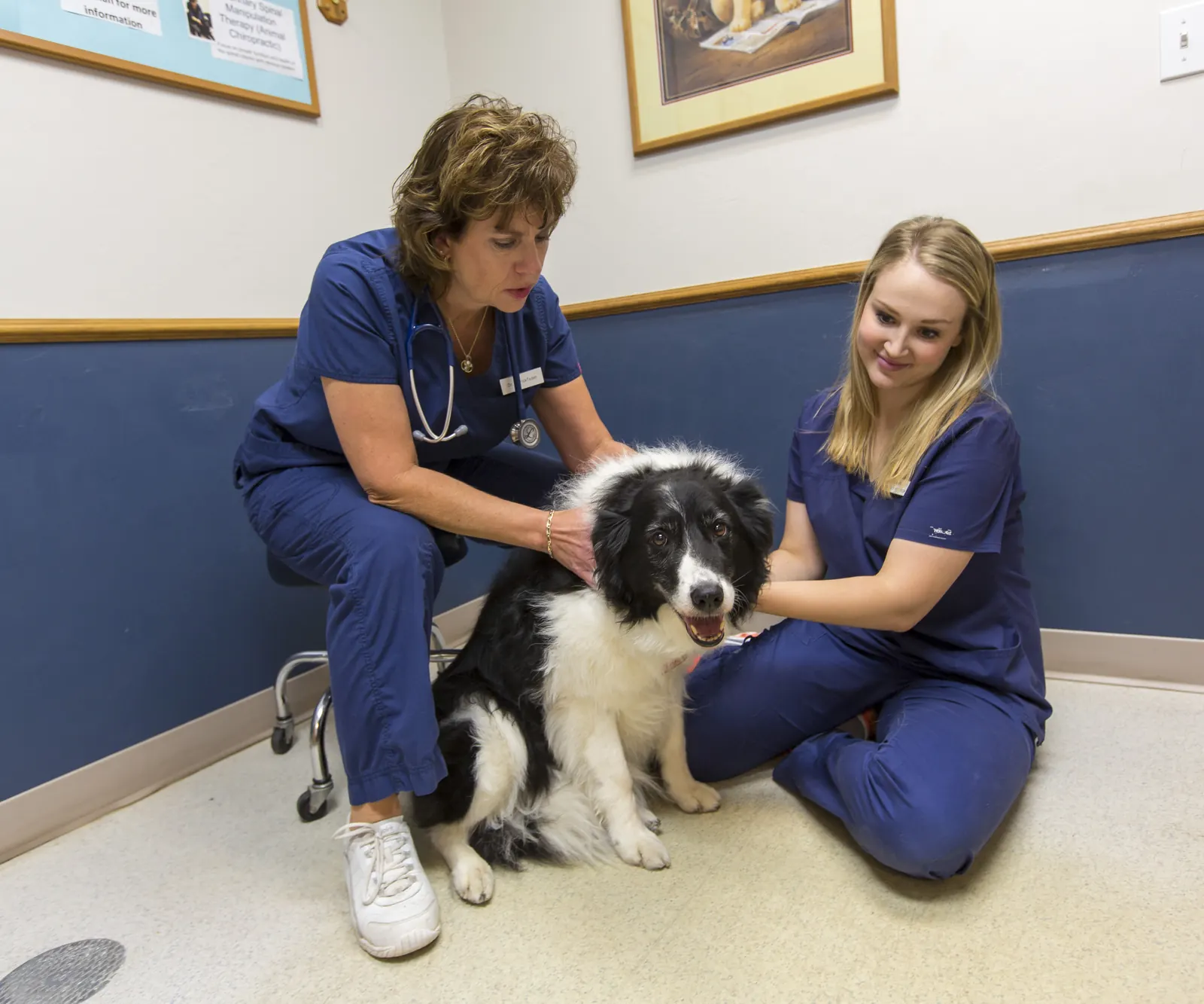Two Countrycare team members sit on the exam room floor with a black-and-white border collie