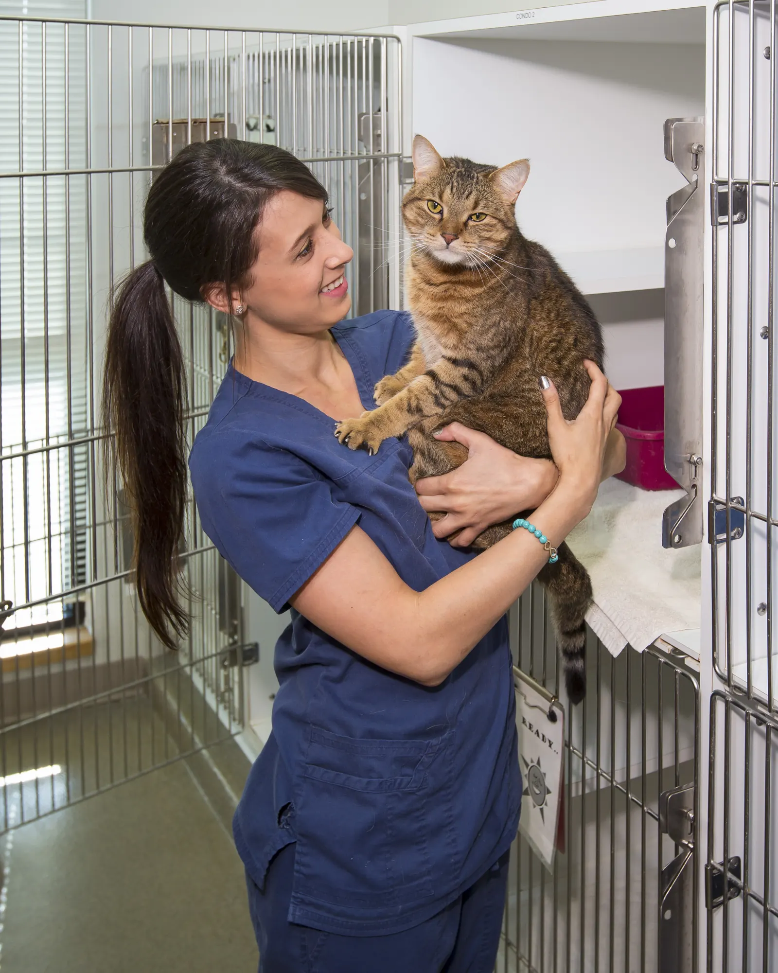 A Countrycare technician holds a tabby cat by the cat boarding condos