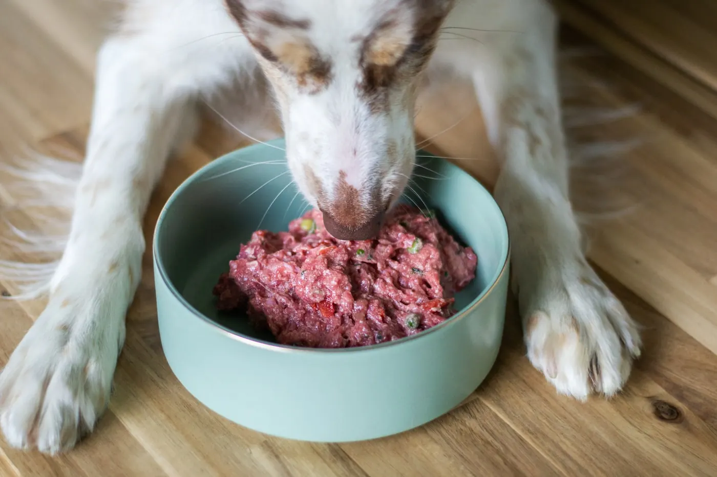 A white dog eats raw food from a pale green bowl on a wooden floor