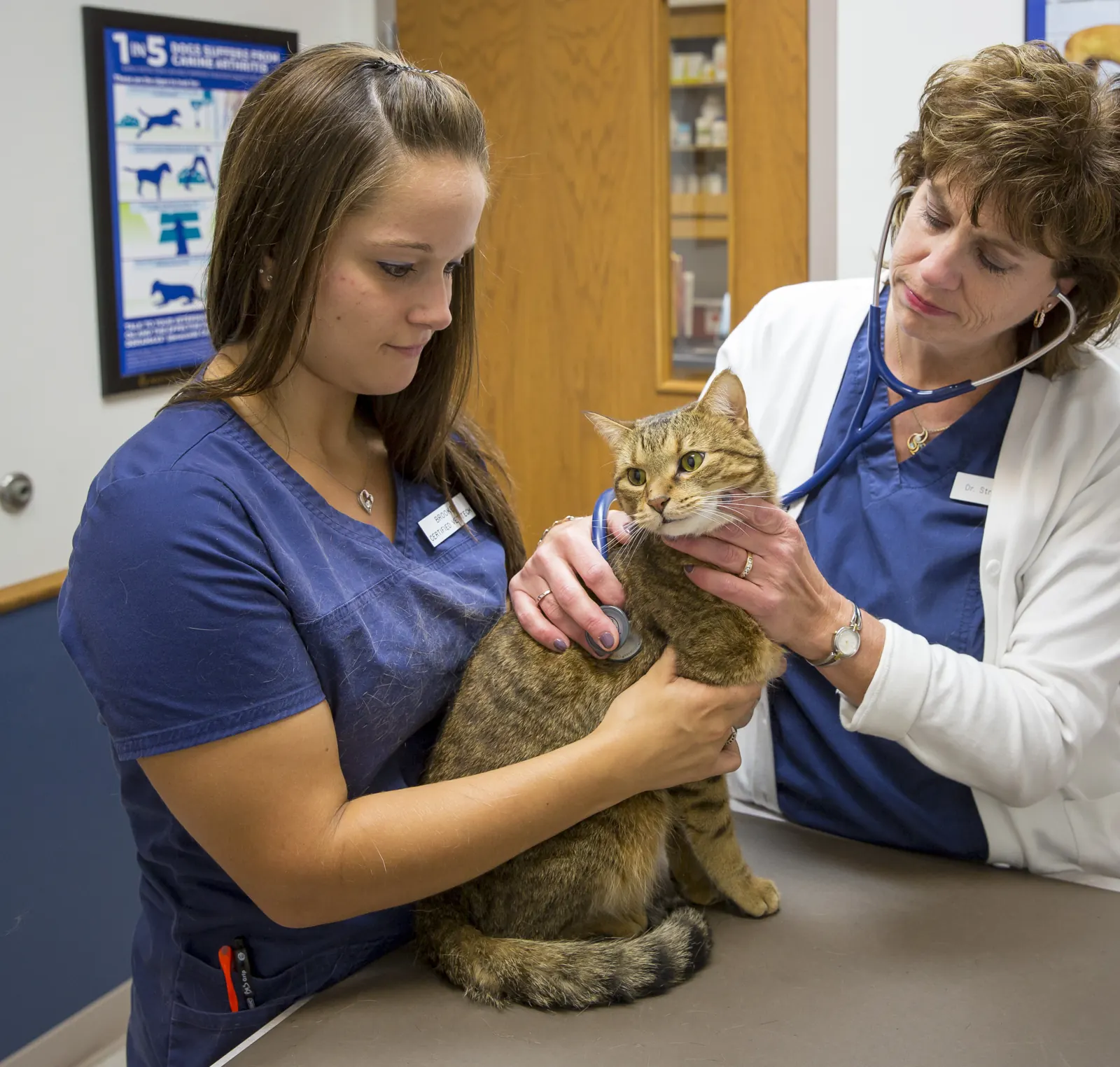 A Countrycare veterinarian listens to a tabby cat’s heart while a technician holds her