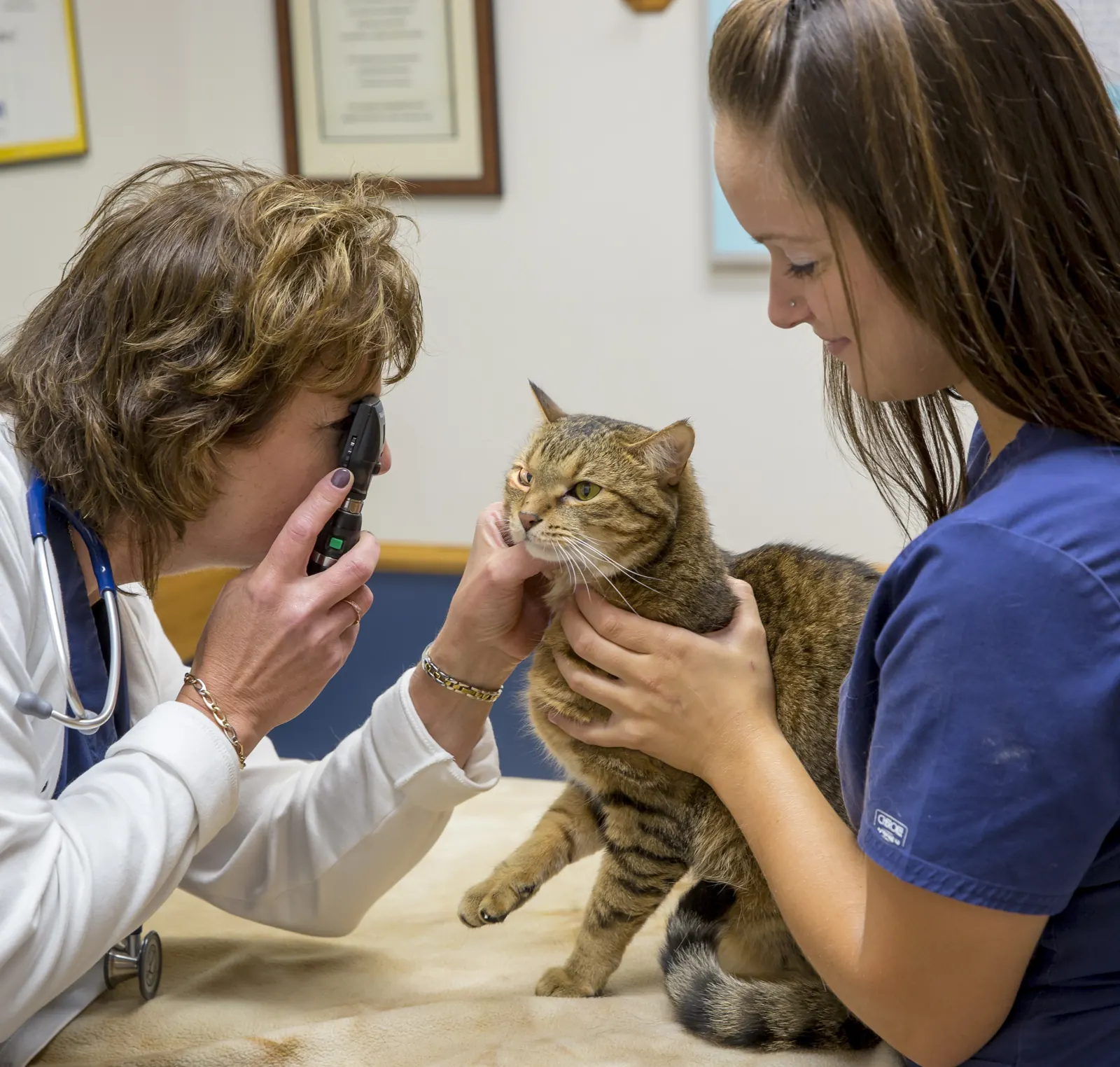 A Countrycare veterinarian checks a tabby cat’s eyes while a technician holds her