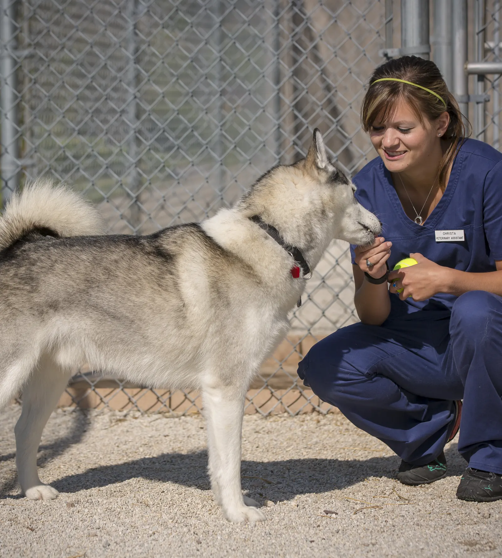 A Countrycare team member crouches in the outdoor run with a husky