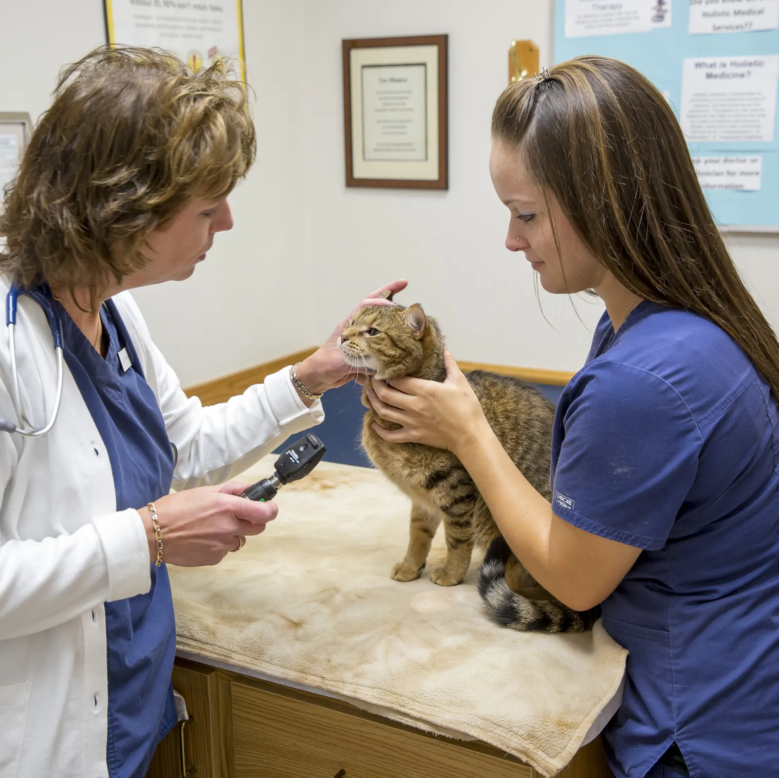 A Countrycare veterinarian gently touches a tabby cat’s face while a technician holds her on the exam table