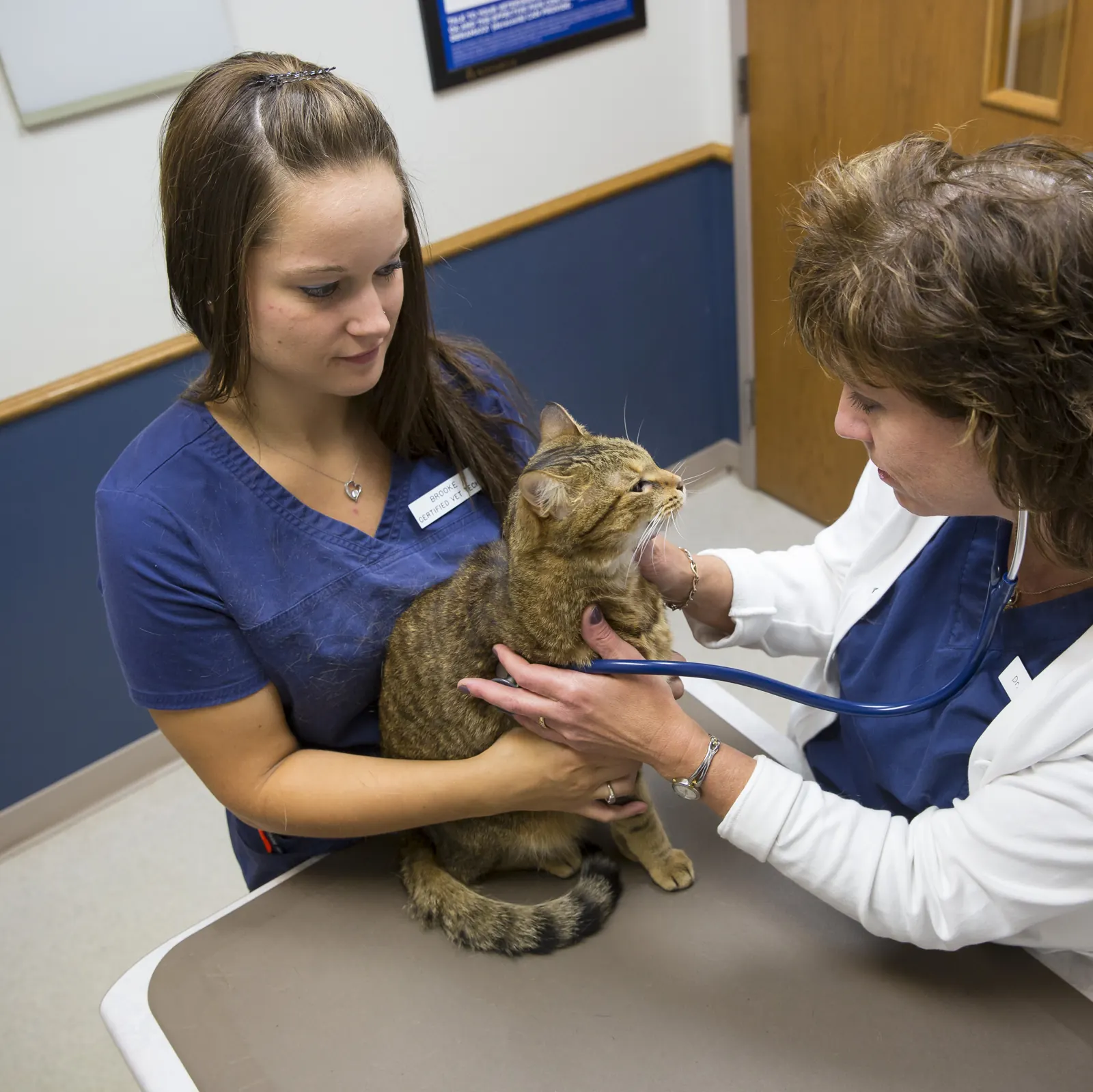 A Countrycare veterinarian examines a tabby cat held by a technician on the exam table