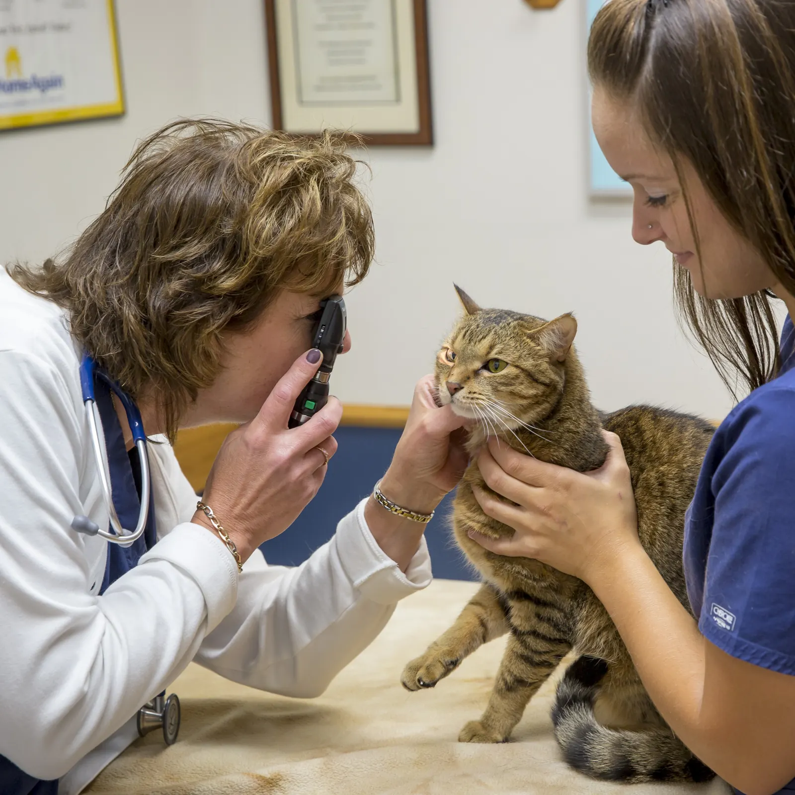 A Countrycare veterinarian cradles a tabby cat’s head as she looks into her eyes, a technician holding her