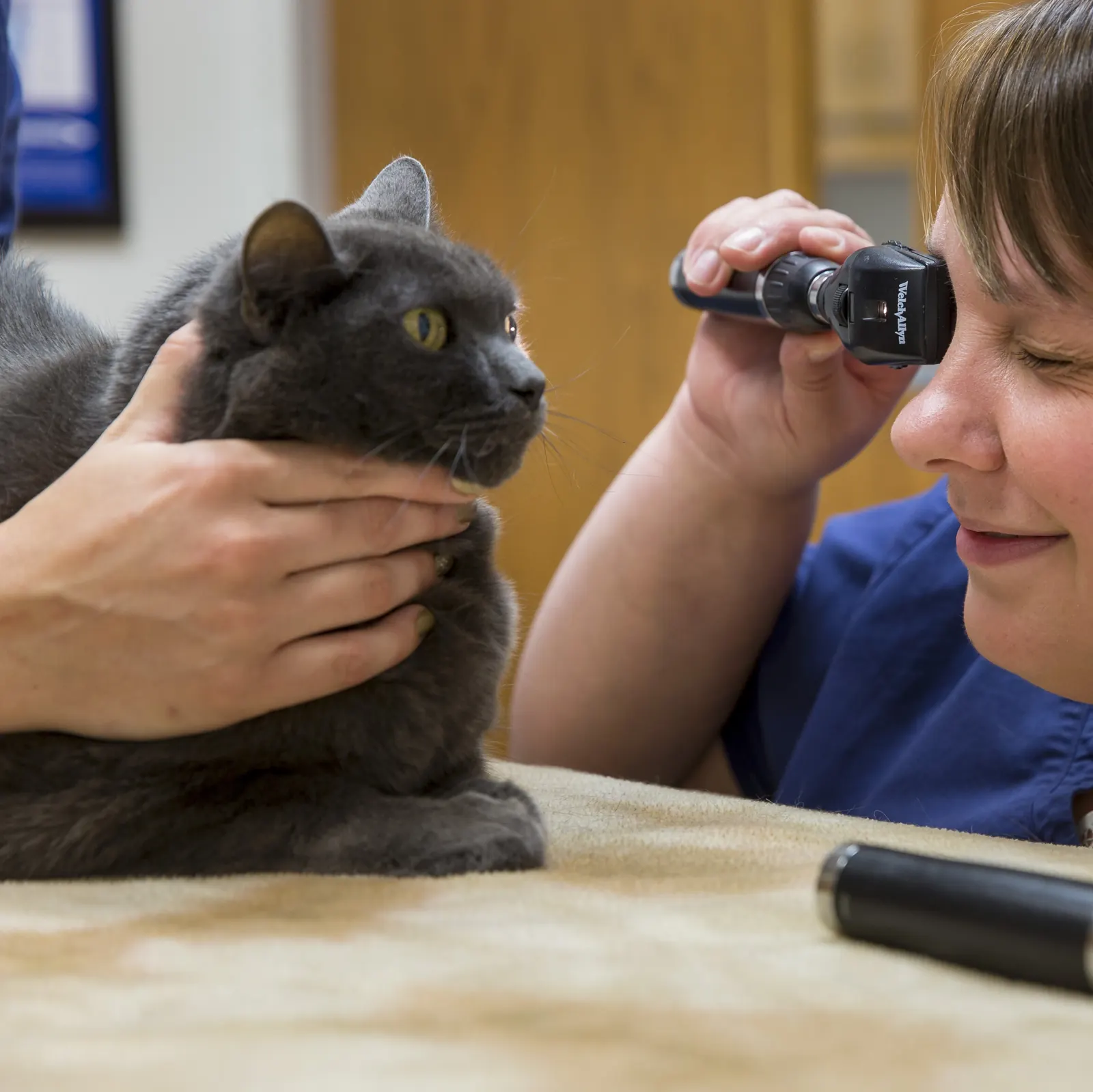 A gray cat sits calmly on the exam table beside a smiling Countrycare technician