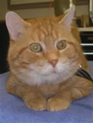 Fred, an orange tabby, lies on a blue blanket with a full coat