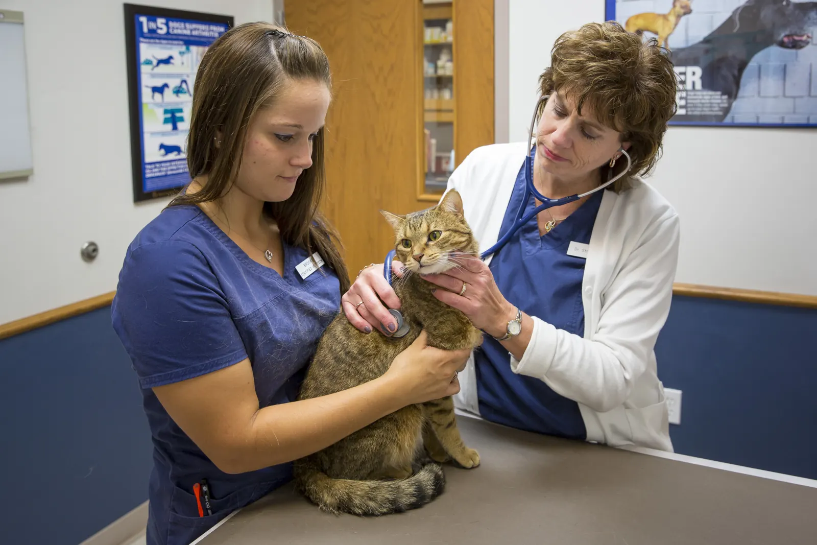 A Countrycare veterinarian listens to a tabby cat’s heart while a technician holds her on the exam table