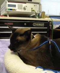 Nick, a Siamese cat, rests in a fleece bed during a BICOM session