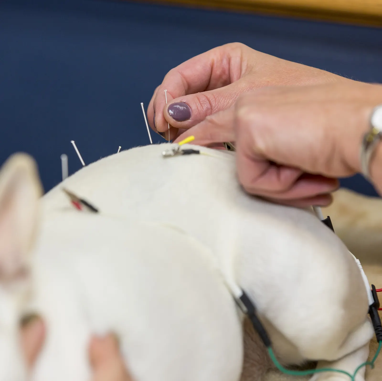 Fine acupuncture needles and electrode leads along a white dog’s back as a practitioner places another