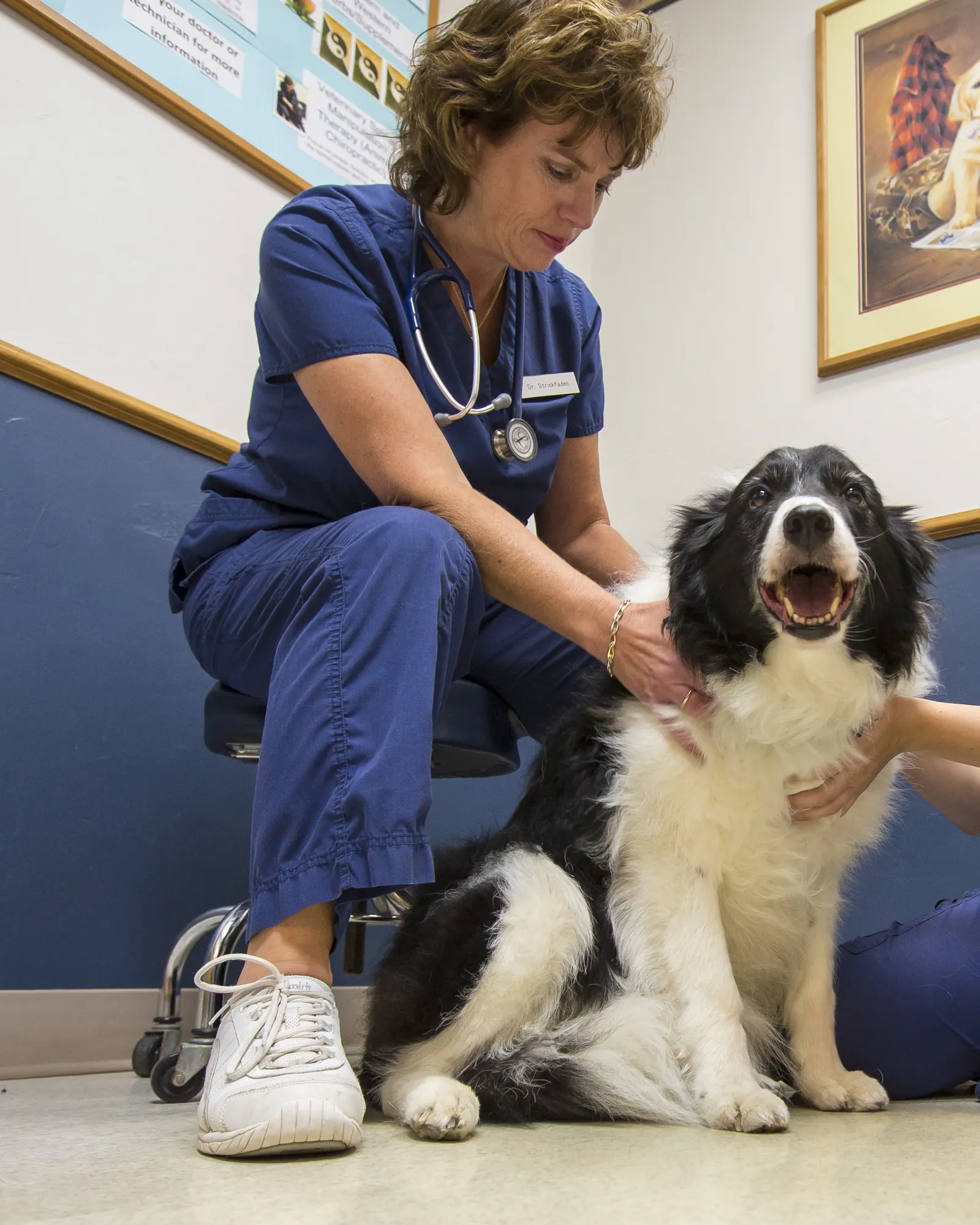 A Countrycare veterinarian rests her hands on a happy black-and-white dog sitting on the exam room floor