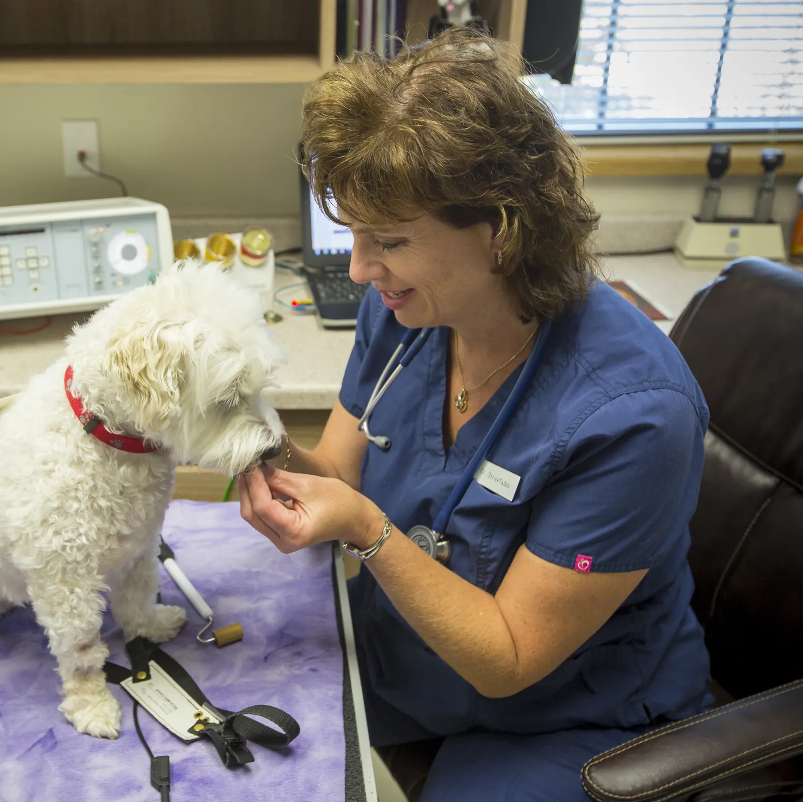 A Countrycare veterinarian gently holds the chin of a small white dog sitting on the treatment table
