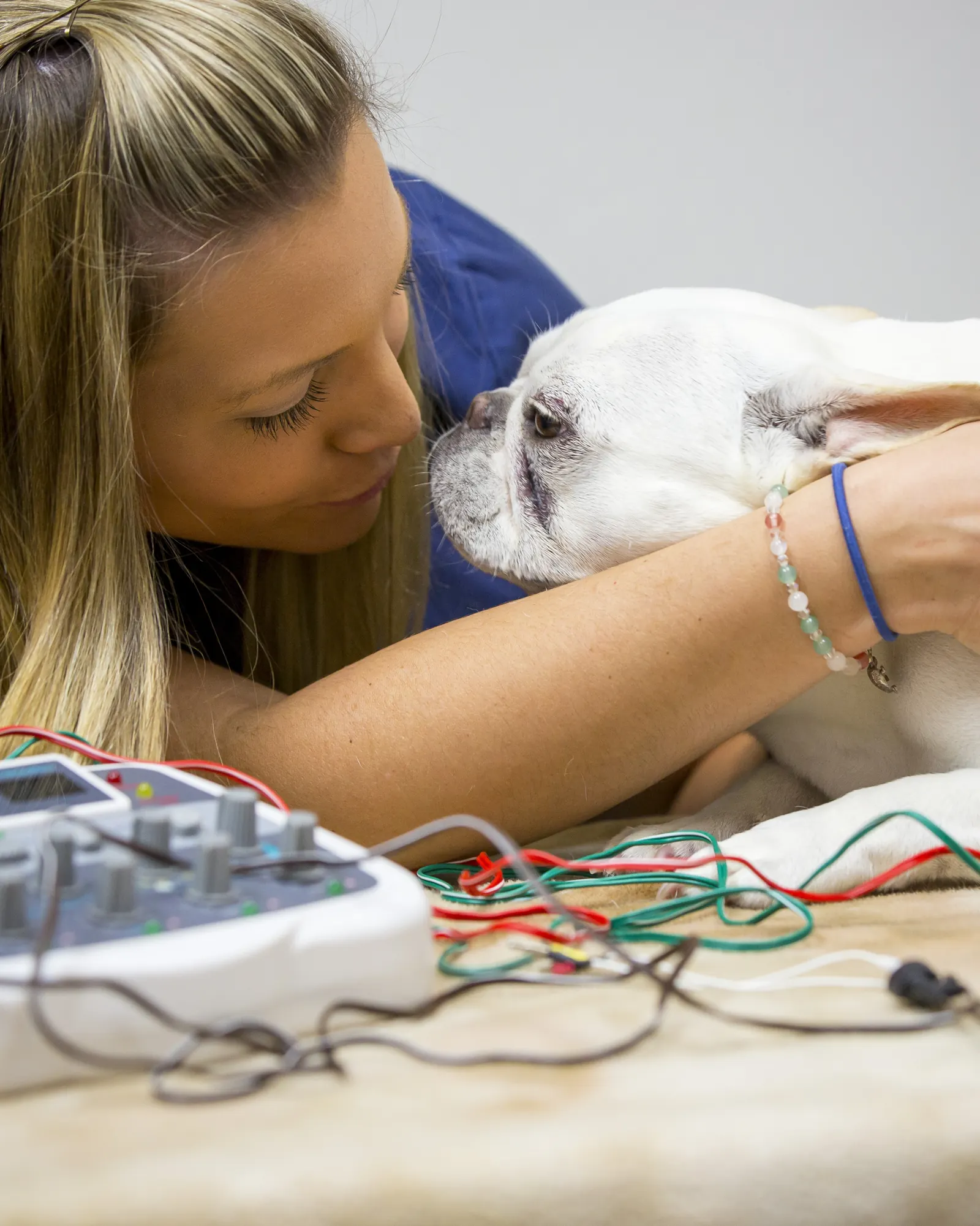 A Countrycare technician leans in close to comfort a white French bulldog on the treatment table