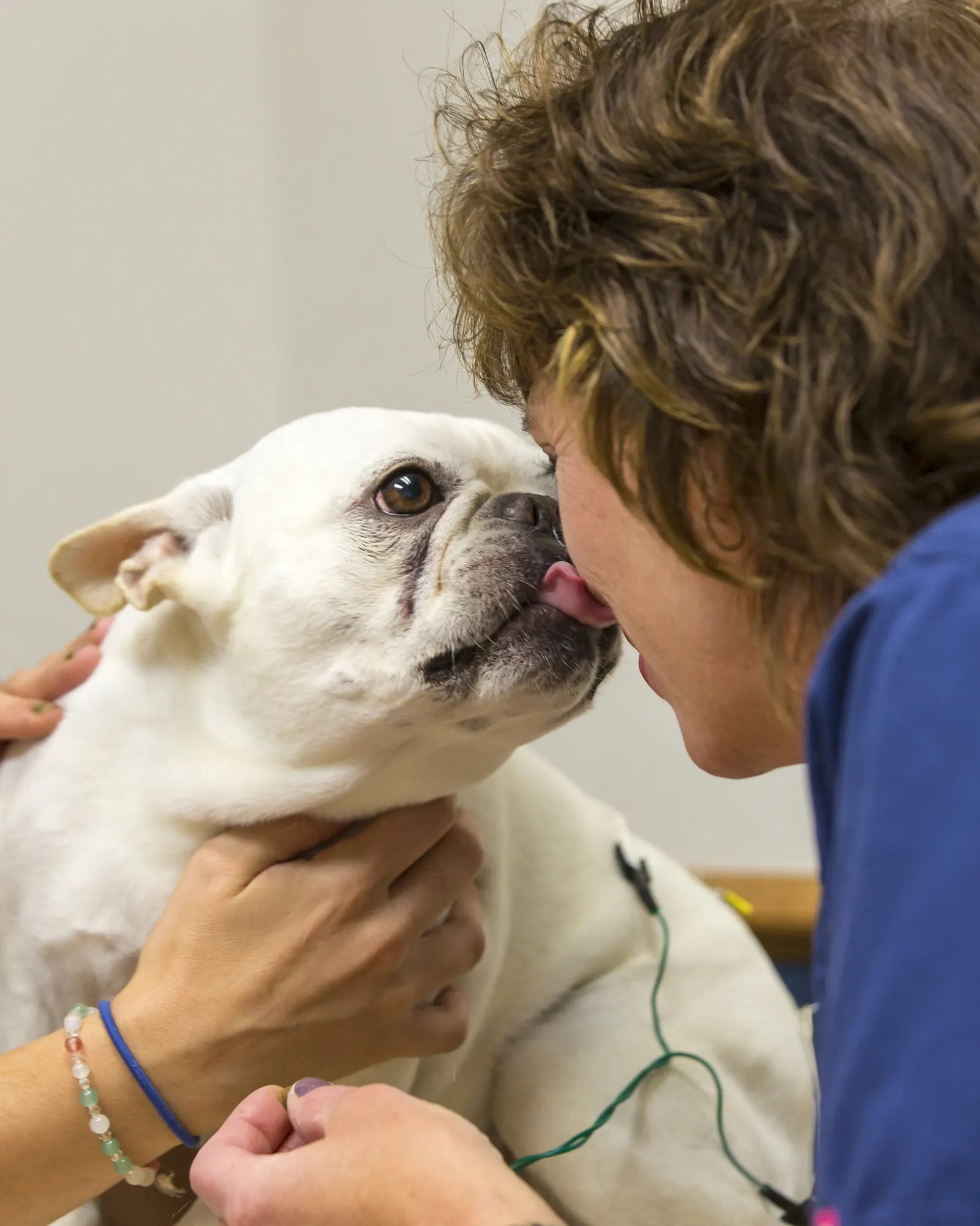 A Countrycare veterinarian gets a kiss from a white French bulldog during an acupuncture session, a technician holding him