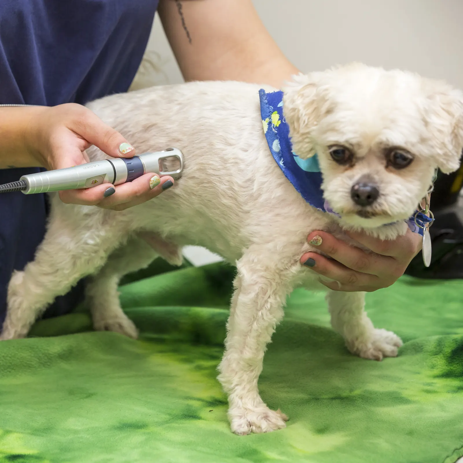 A Countrycare technician passes a therapy laser over the back of a small white dog in a blue bandana