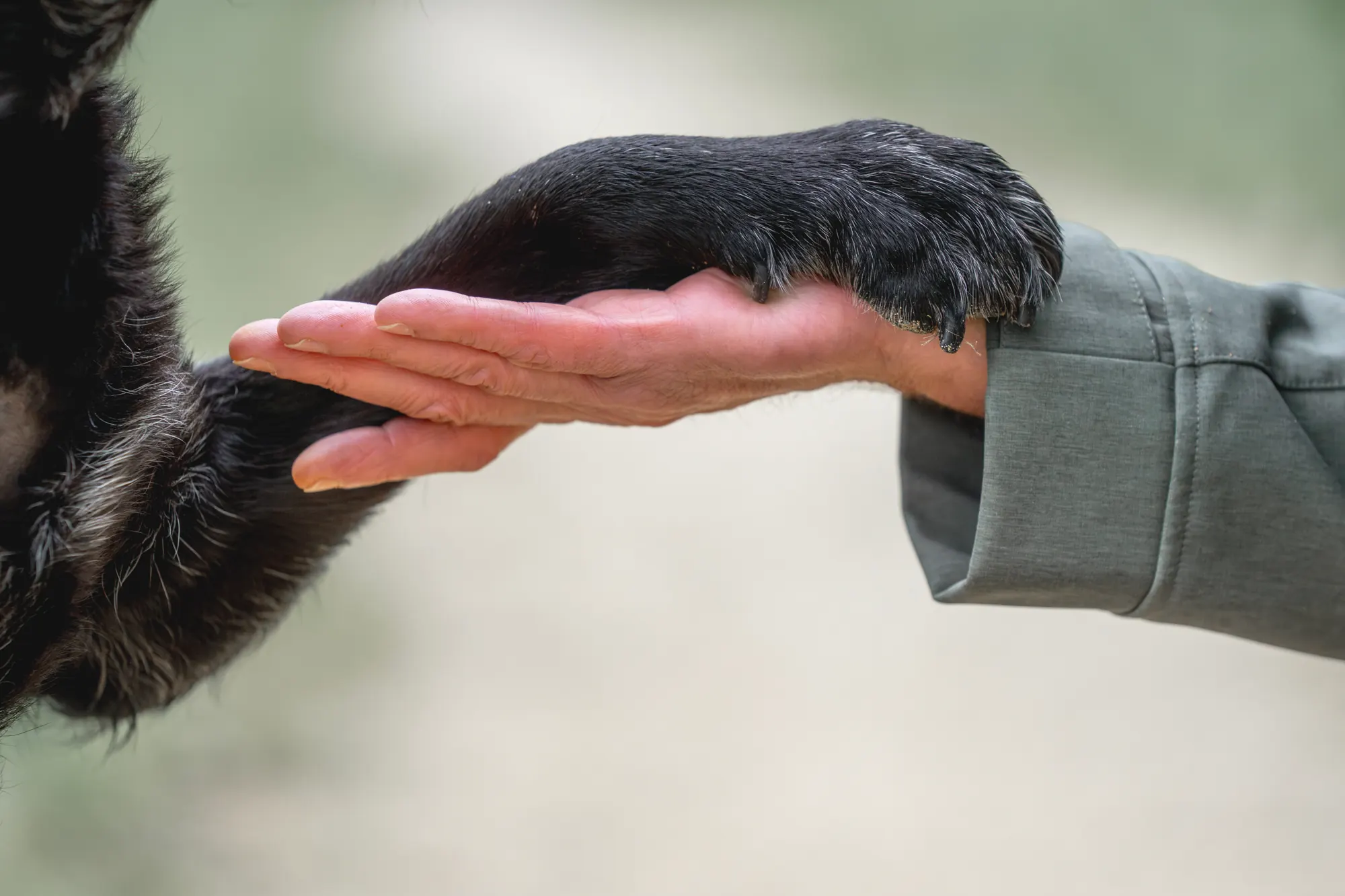 A black dog rests its paw in a person’s open hand