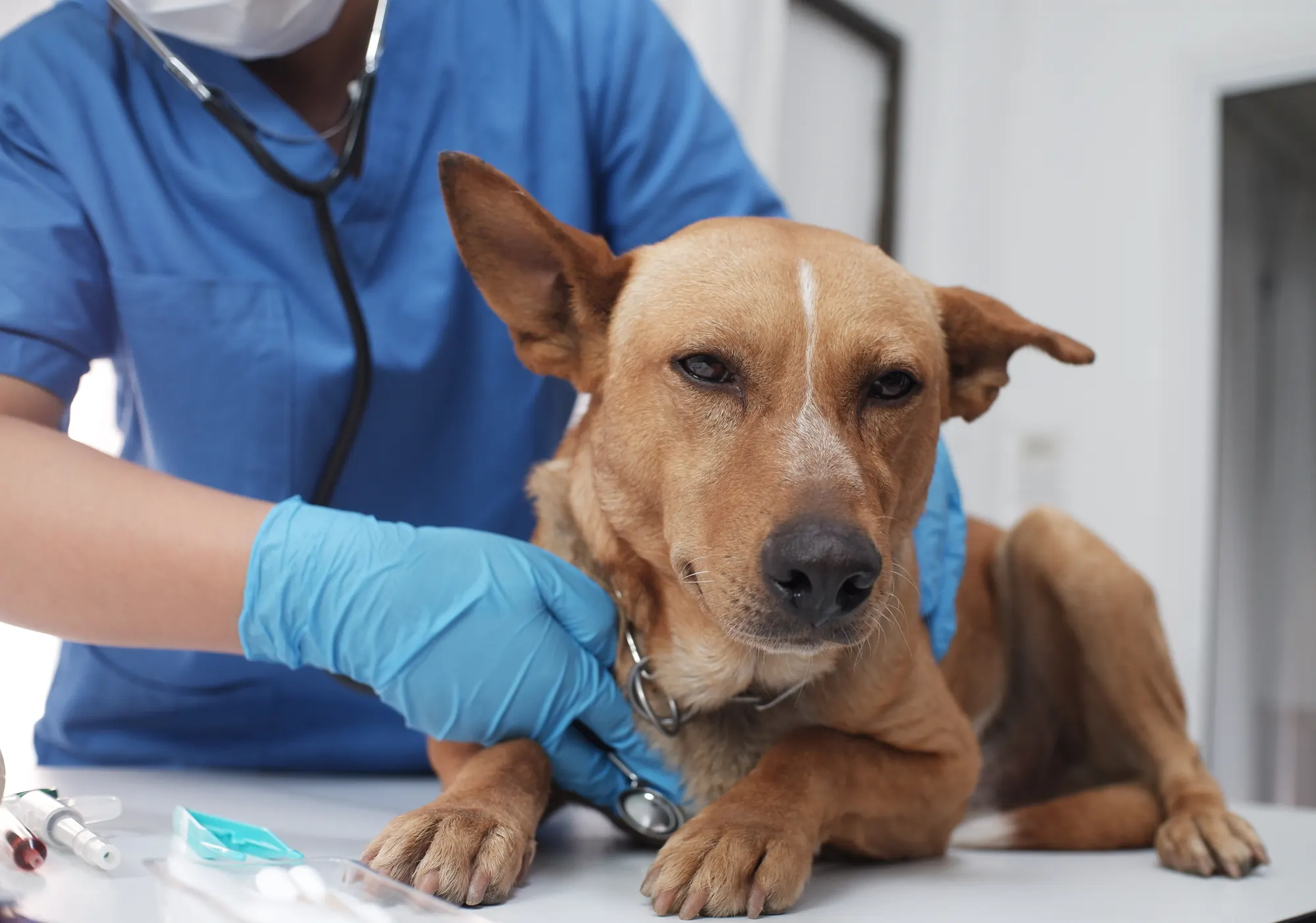 A veterinarian in gloves listens to a brown dog’s heart on the exam table