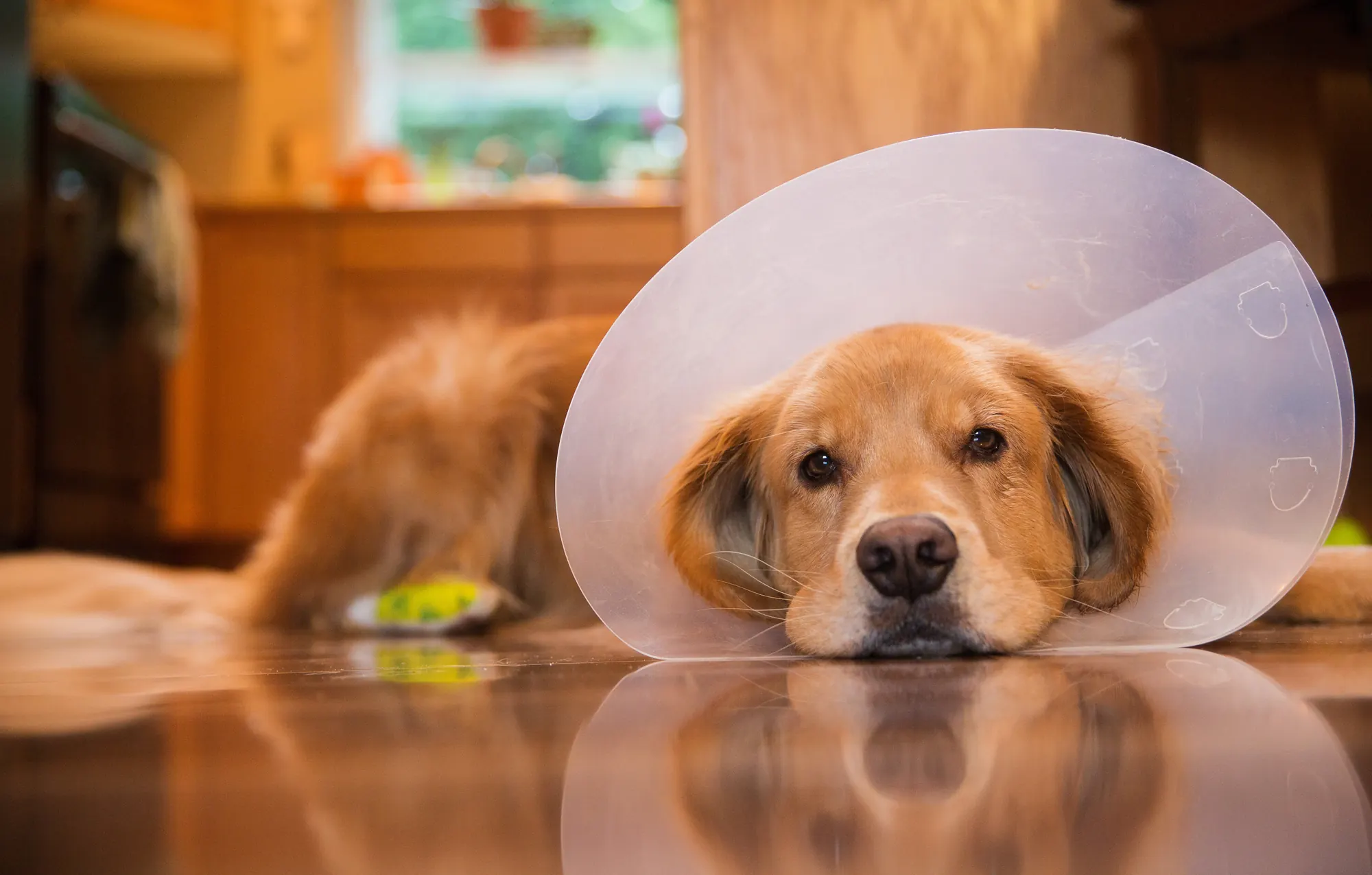 A golden retriever in a recovery cone rests his head on the floor