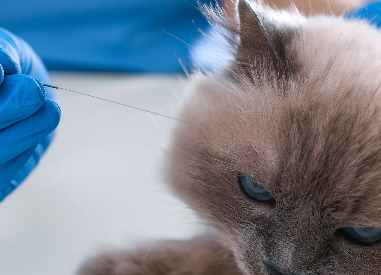 A veterinarian places a fine acupuncture needle in a relaxed cat