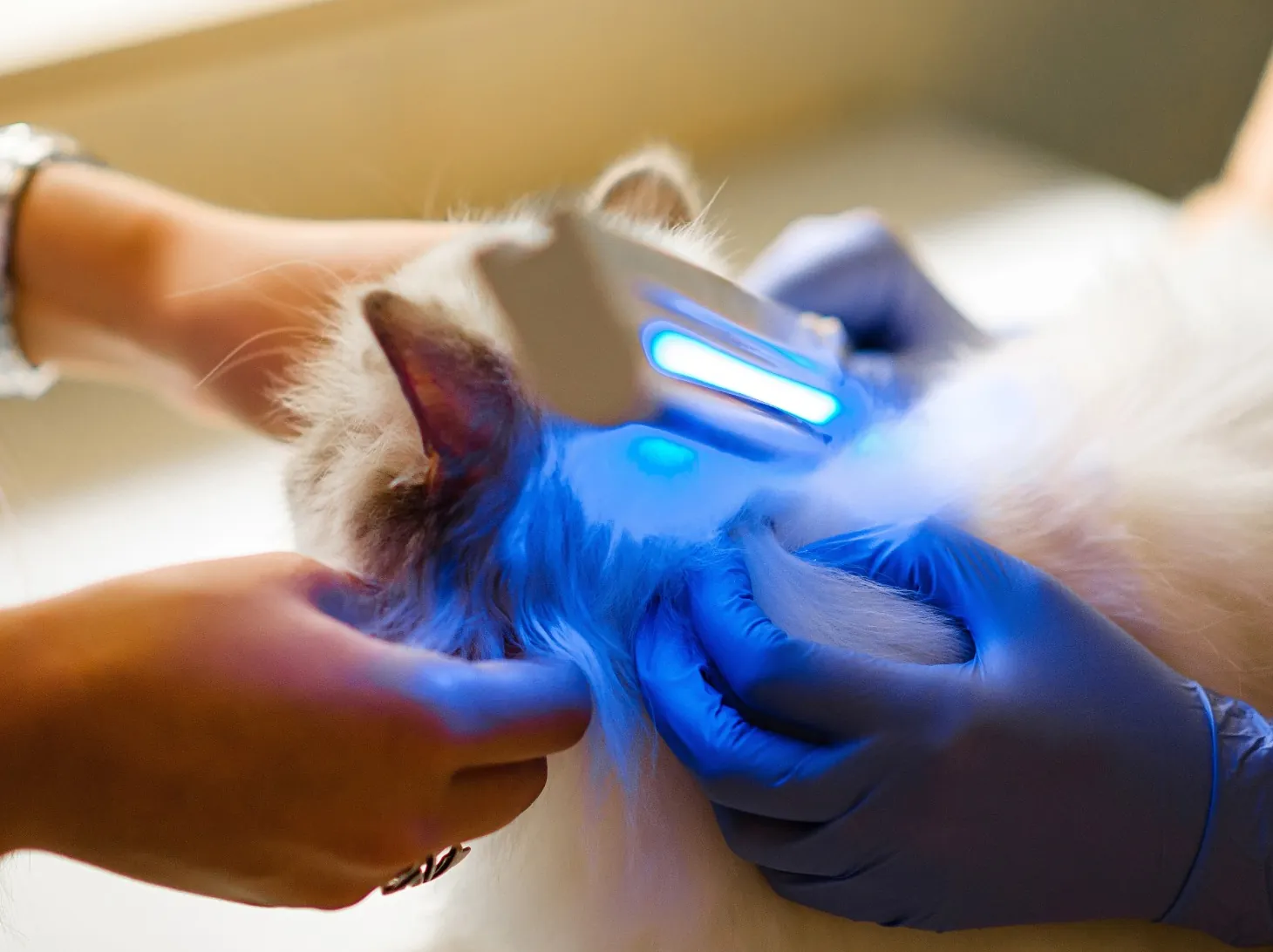 A cat rests in its owner’s hands during a gentle laser therapy session
