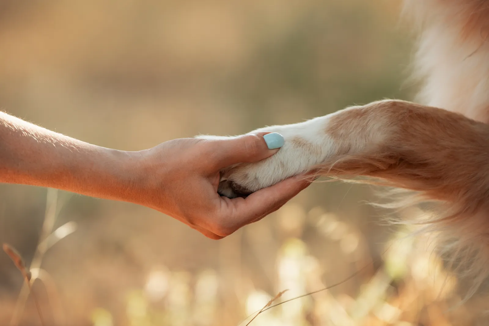 A hand gently holds a dog’s paw in warm evening light