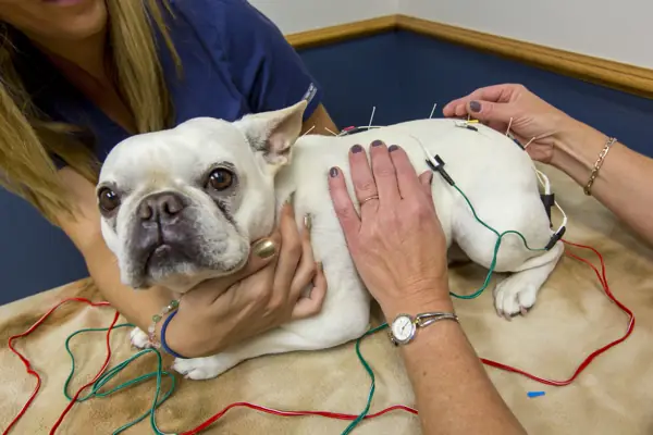 A white French bulldog rests on the exam table with fine acupuncture needles and electrode leads along his back