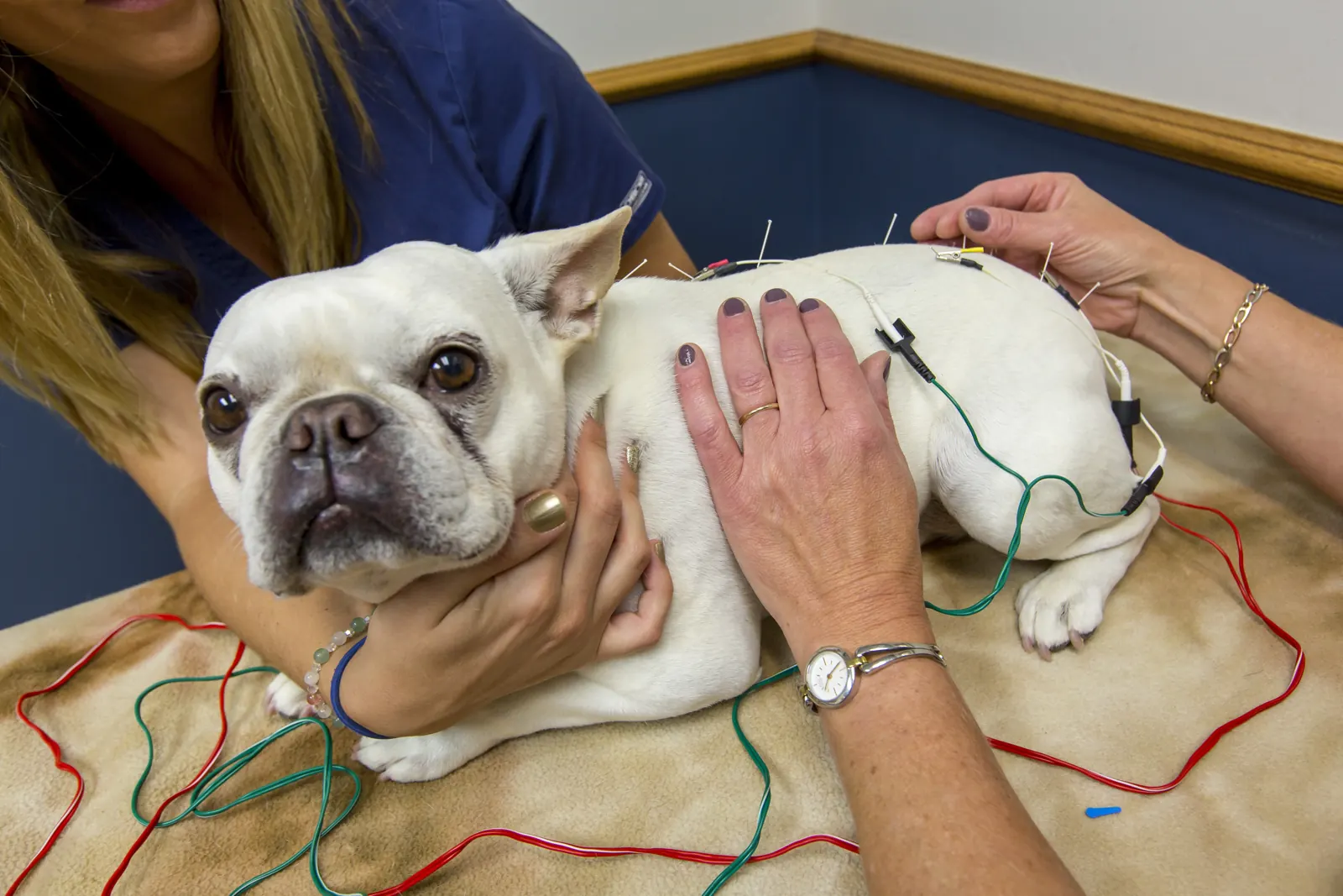 A white French bulldog rests on the exam table with fine acupuncture needles and electrode leads along his back