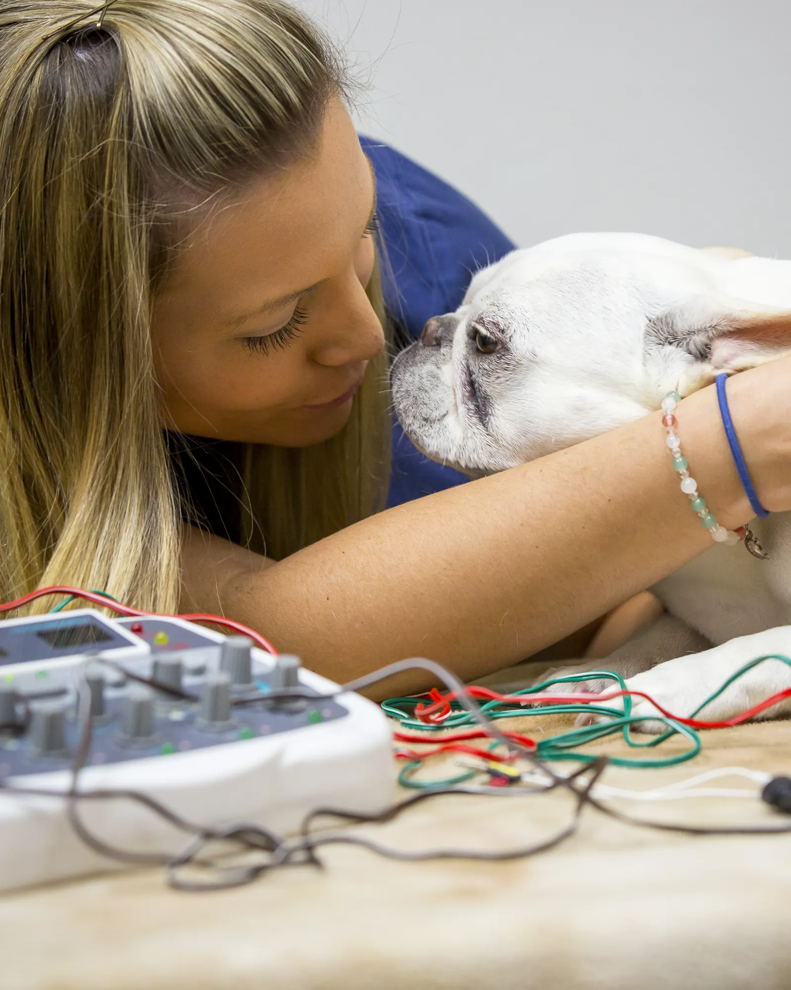 A technician cuddles a French bulldog during an electro-acupuncture session, the stimulator unit beside them