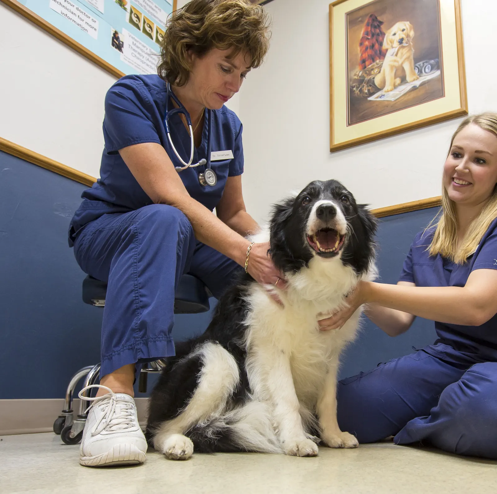 Dr. Karen Strickfaden and a technician sit on the exam room floor with a happy black-and-white border collie