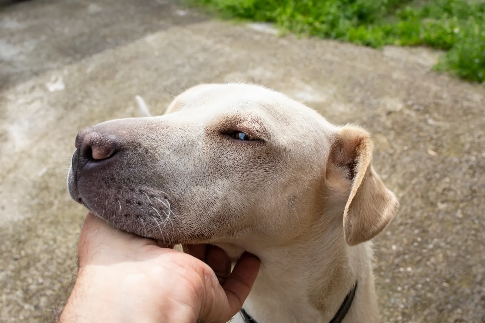 A hand scratches a yellow Labrador’s chin as he closes his eyes.
