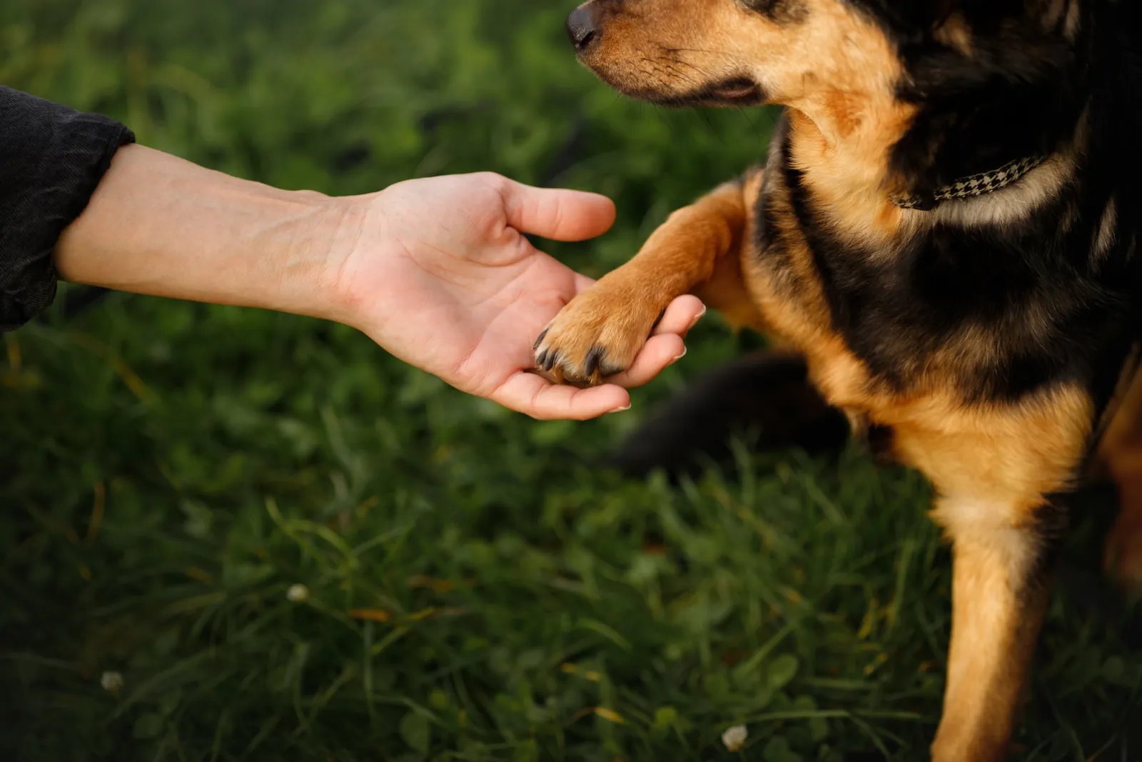 A young dog offers its paw to its owner’s open hand on the grass.