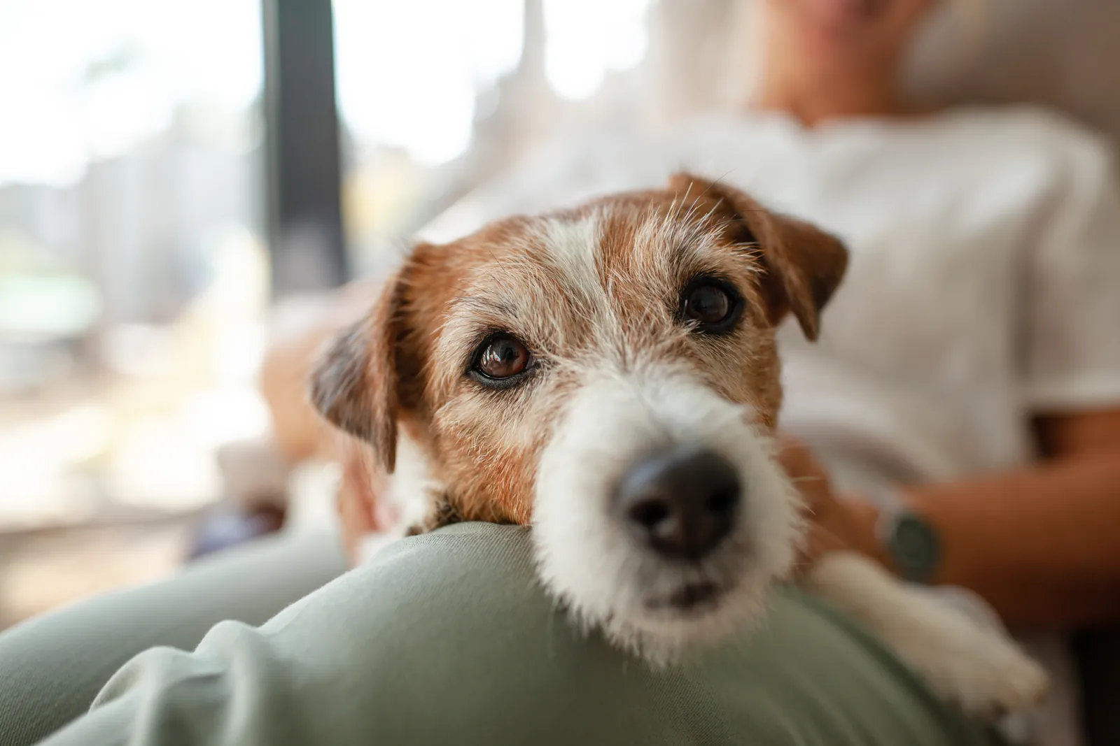An older terrier rests its chin on its owner’s lap at home.