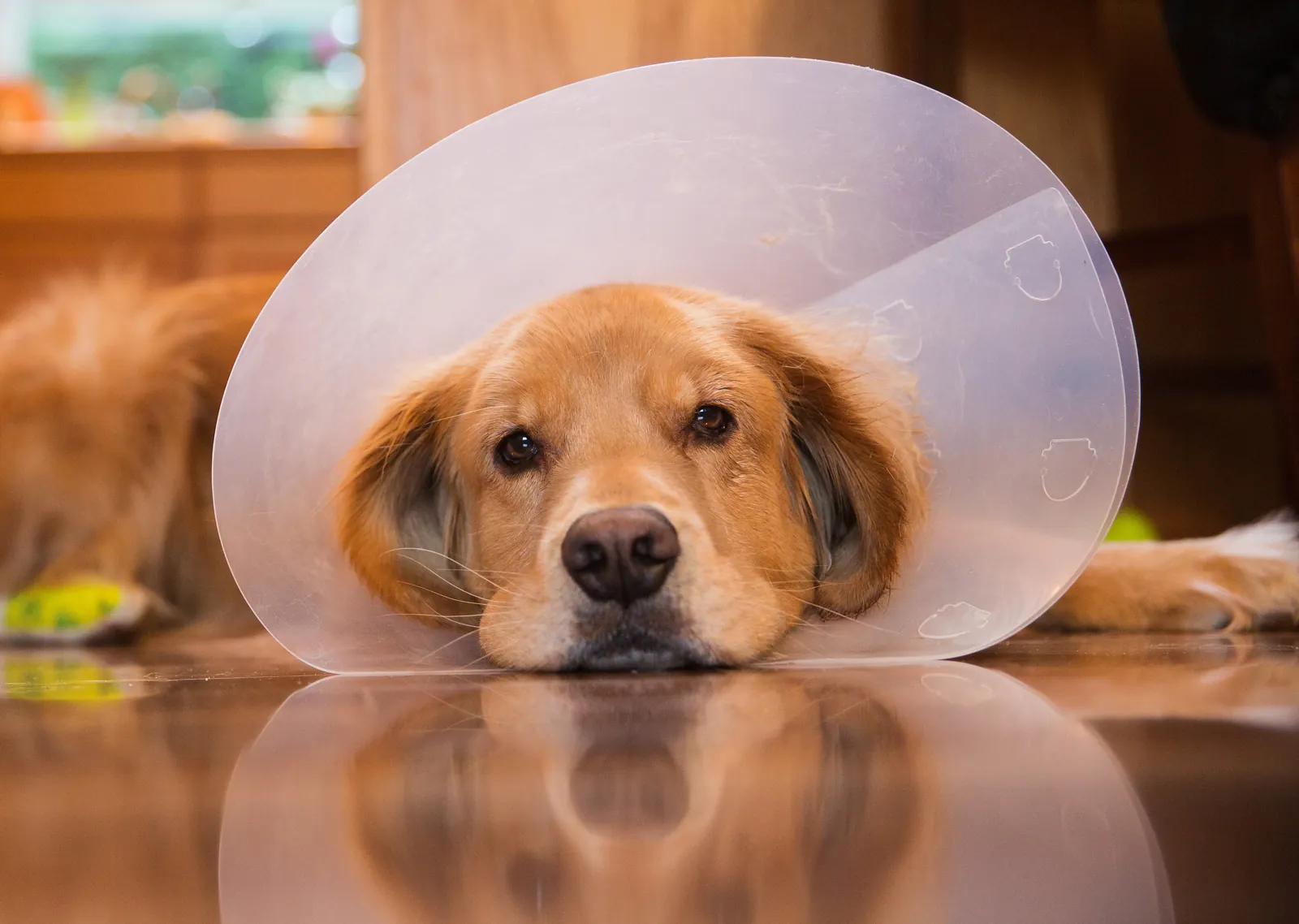 A golden retriever rests its head on the floor in a recovery cone