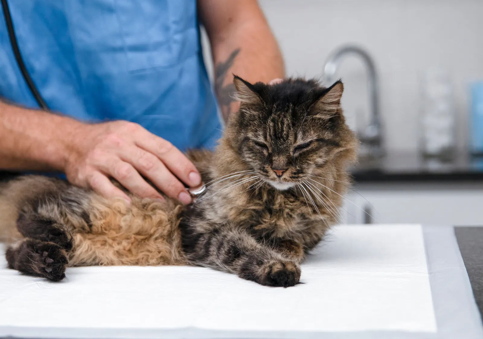 A veterinarian listens to a relaxed longhaired tabby’s heart