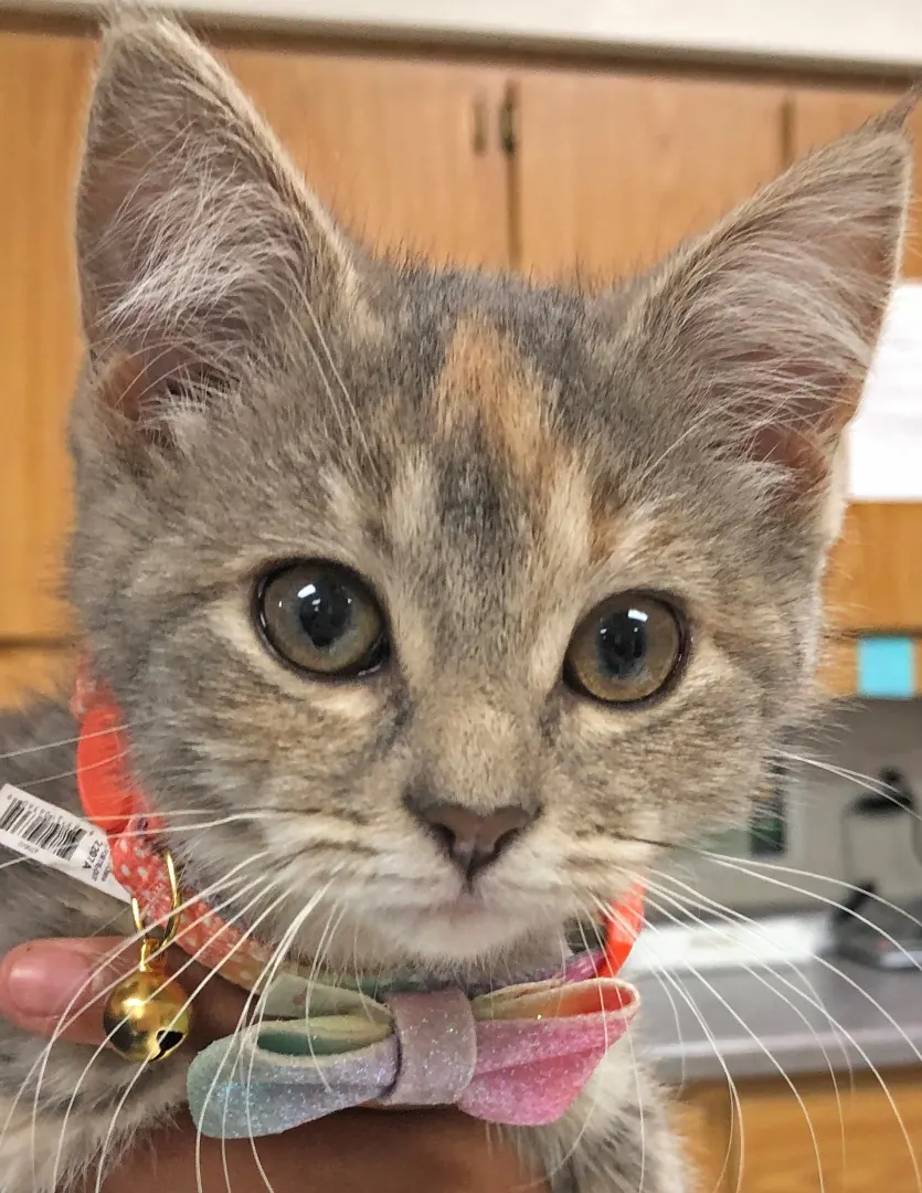 Luna, a tortoiseshell kitten in a bow tie collar