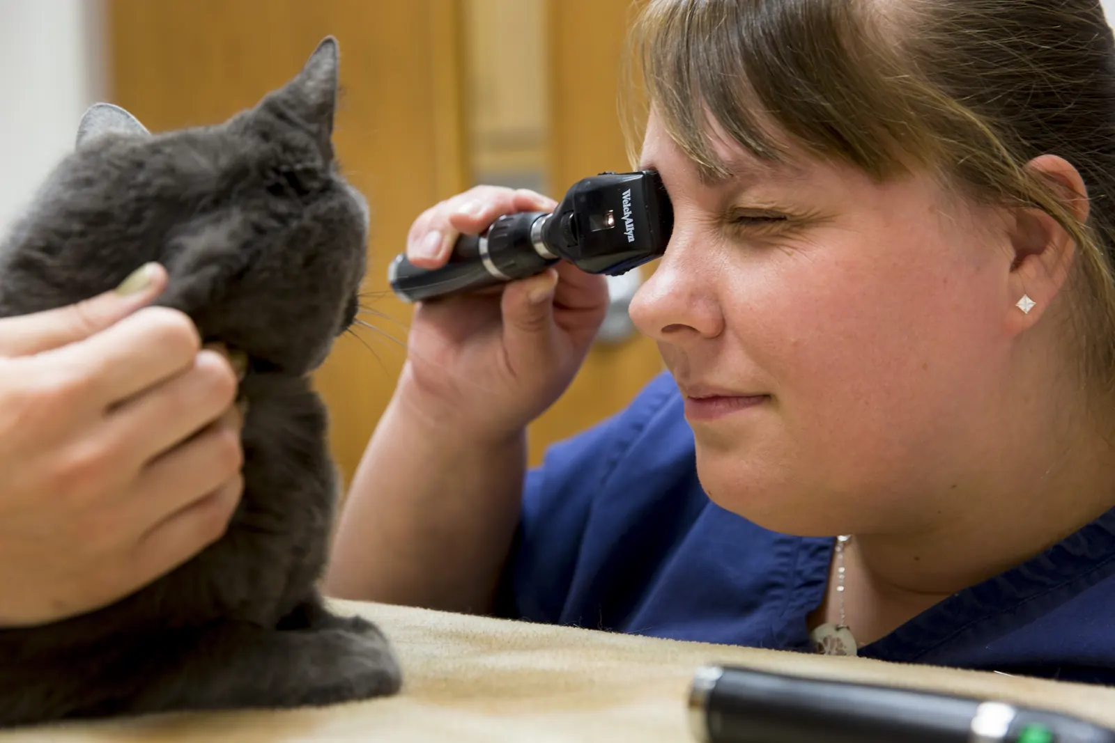 Dr. Aili Heintz checks a gray cat’s ear with an otoscope