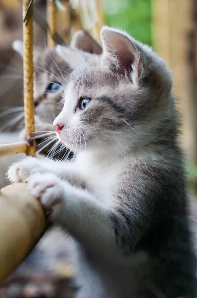A gray and white kitten climbs a wooden post