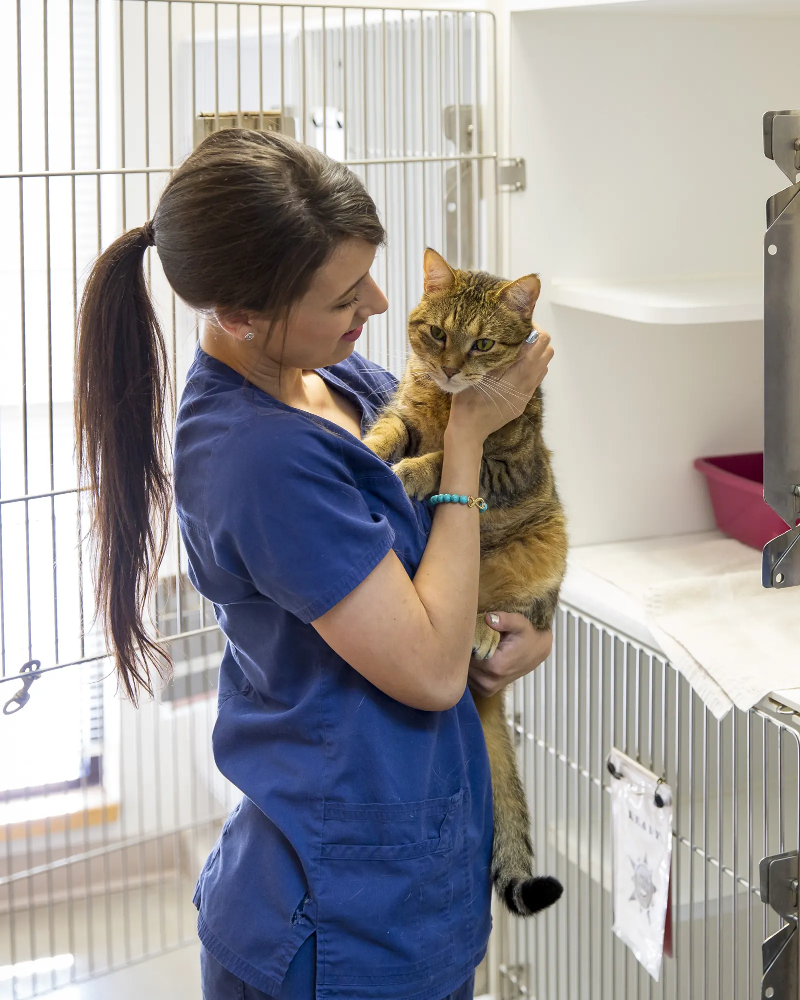 A Countrycare team member holds a tabby cat up at eye level beside the cat kennels
